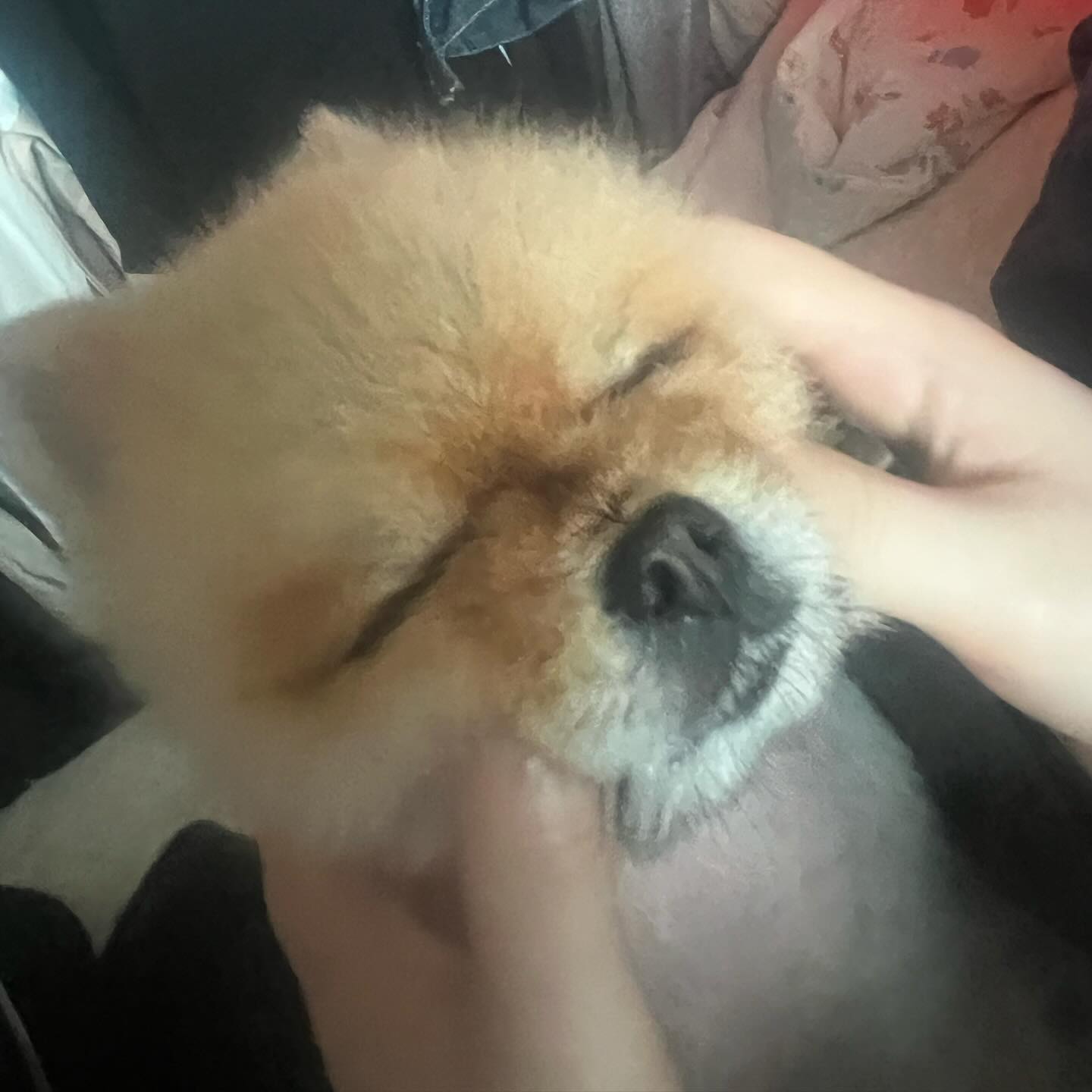 두달만에 내가 돌아 왔다개🤟