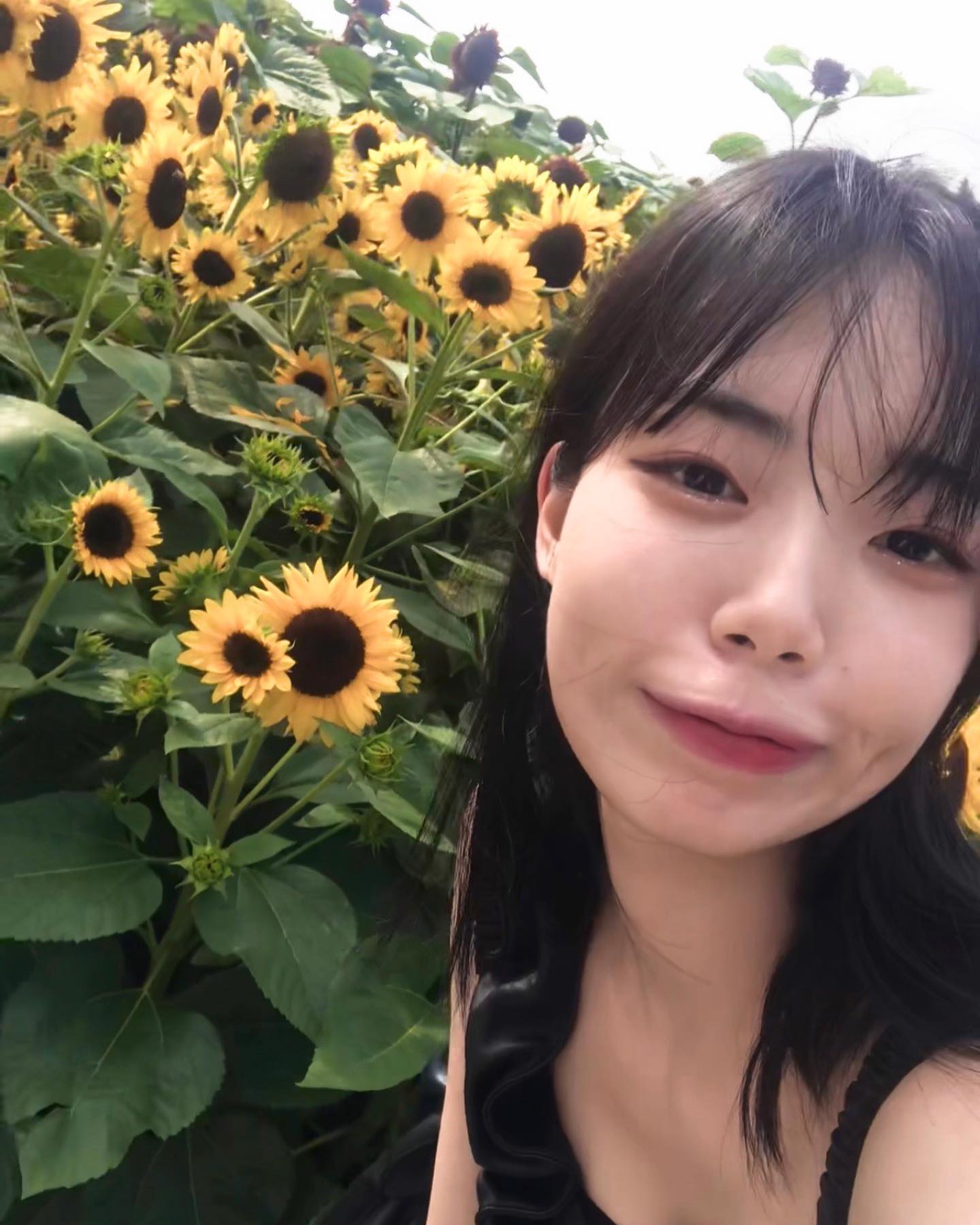 해바라기