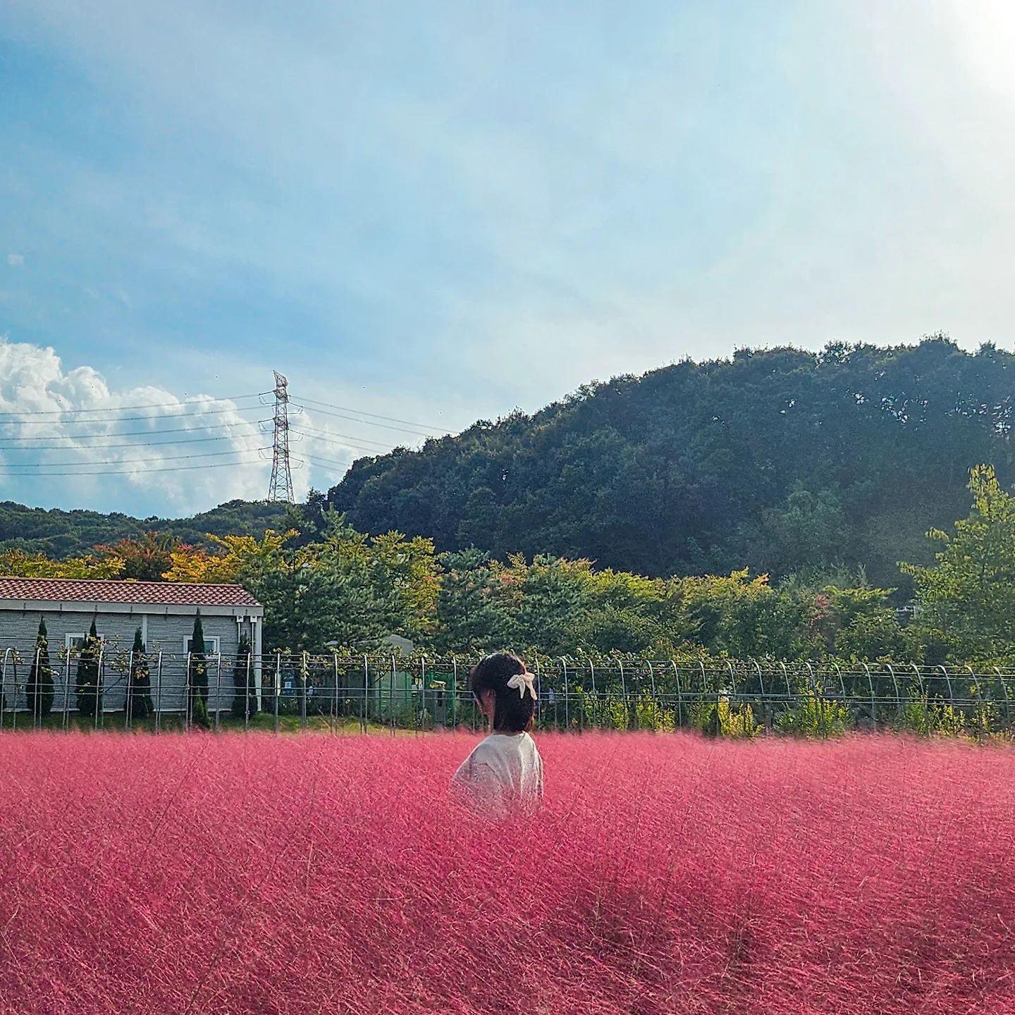 🍂

#핑크뮬리 #가을 #베툴라 #자작나무숲 #용인 #용인처인구 #용인핑크뮬리