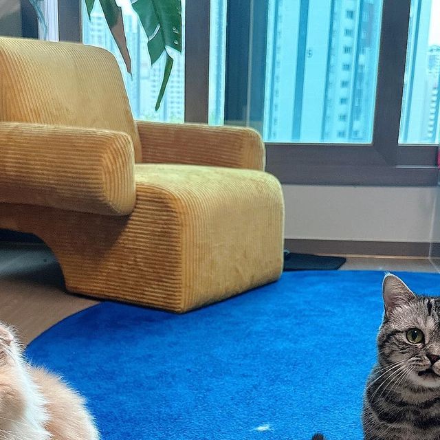 Heeji daily life on Instagram: "#광고 가자요펫 우리 라봉이 리카를 위한 관절 영양제 글루코사민 ,MSM 등 관절 영양제에 필요한 성분이 가득 들어있는 안심하고 급여할 수 있는 미국산 제품으로 멀