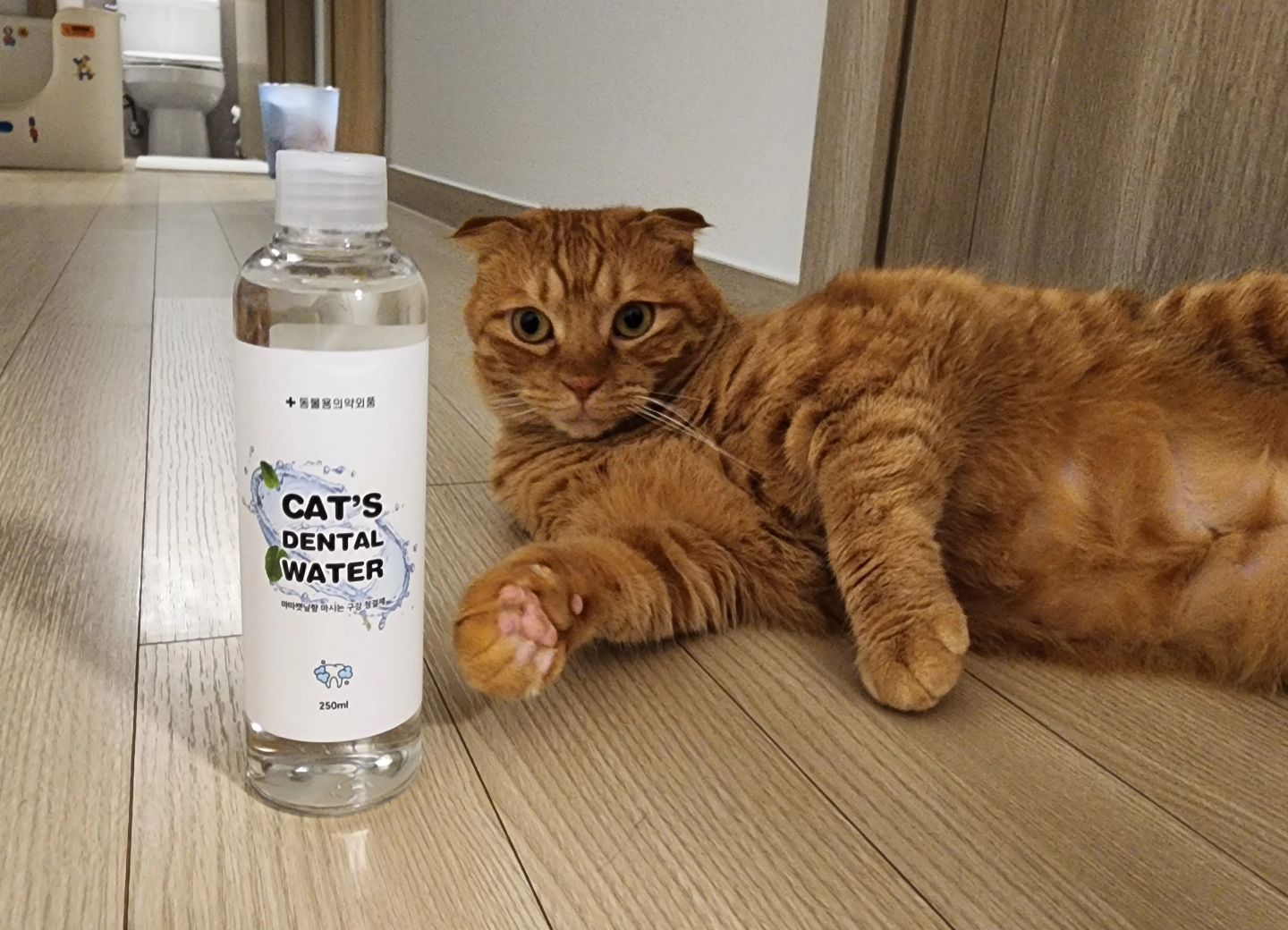 마시는 고양이 치약 정글몬스터 캣 덴탈 워터👋

우리 주인님들을 정말 사랑하지만, 입냄새까지 사랑할 수는 없어🥶
아이들의 구강은 사람보다 훨씬 예민하기 때문에 치석이 7배나 빠르게 쌓여요🙃
구내염, 입냄새 등 각종 구강 질병을 유발하는 원인이 될 수 있기에 집짜님들의 관리는 필수!

🔹️ 하루에 한 번 뚜껑에 부어서 물에 타먹는 치약
(뚜껑은 10ml, 물은 300ml 기준)
🔹️ 마시기만 해도 구취 제거, 구강 관리에 도움
🔹️ 캣닢, 마따따비 추출물 첨가로 기호성 무엇?! 음수량 찢어따!
🔹️ NO합성 화학성분, NO유해물질, NO동물실험으로 안전
🔹️ 동물용의약외품 인증

토토네가 예전부터 꾸준히 사용하고 있는 정글몬스터 캣 덴탈 워터!
정말 입냄새가 사라진다니까요? 따봉...👍🥹
이제 오징오 구만 먹오 얘드라....🫠

정글몬스터 캣 덴탈 워터가 궁금하신 분들은 사진의 링크를 꾸욱🧚‍♀️

더 자세한 사항은 네이버 블로그 토토네토스트에💛

#정글몬스터#캣덴탈워터#고양이치약#고양이잇몸#고양이잇몸염증#고양이치주염#고양이이빨#고양이입냄새#고양이양치#고양이치약추천#고양이칫솔치약#아기고양이치약#고양이덴탈워터#토토네토스트#협찬