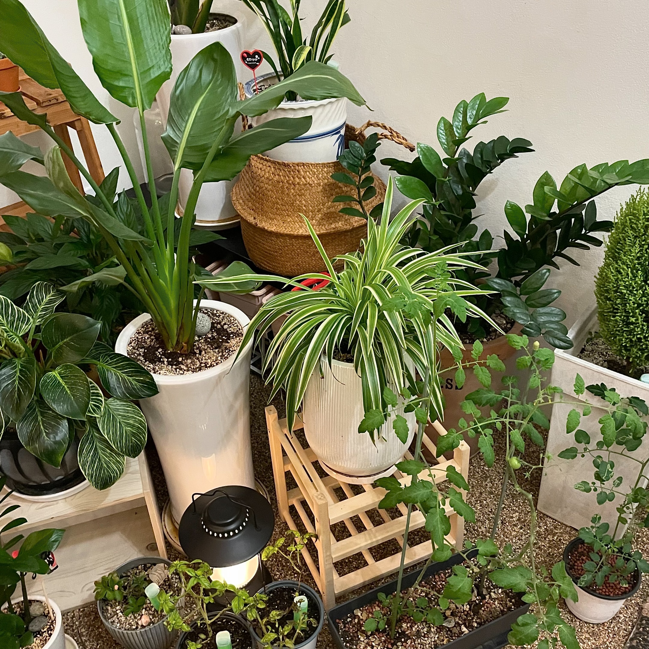 🍃🌿🍃