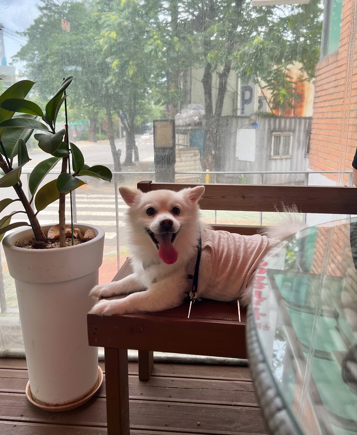 ⠀

동생이랑 브런치 뇸뇸 ᕕ( ᐛ )ᕗ
요기 애견동반도 되고 아늑하고 편안한 분위기라
가끔 산책하다 들리는데 신메뉴 나왔다해서
바로 주문해봤는데 역시나 넘 맛있어요 ❤︎︎

#상수브런치 #애견동반 #weekandweekend