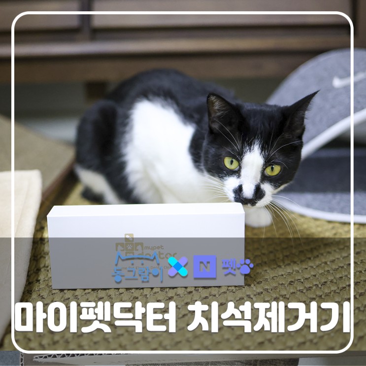 네이버펫 마이펫닥터 반려동물치석제거기 집에서 구강관리를 쉽고 안전하게