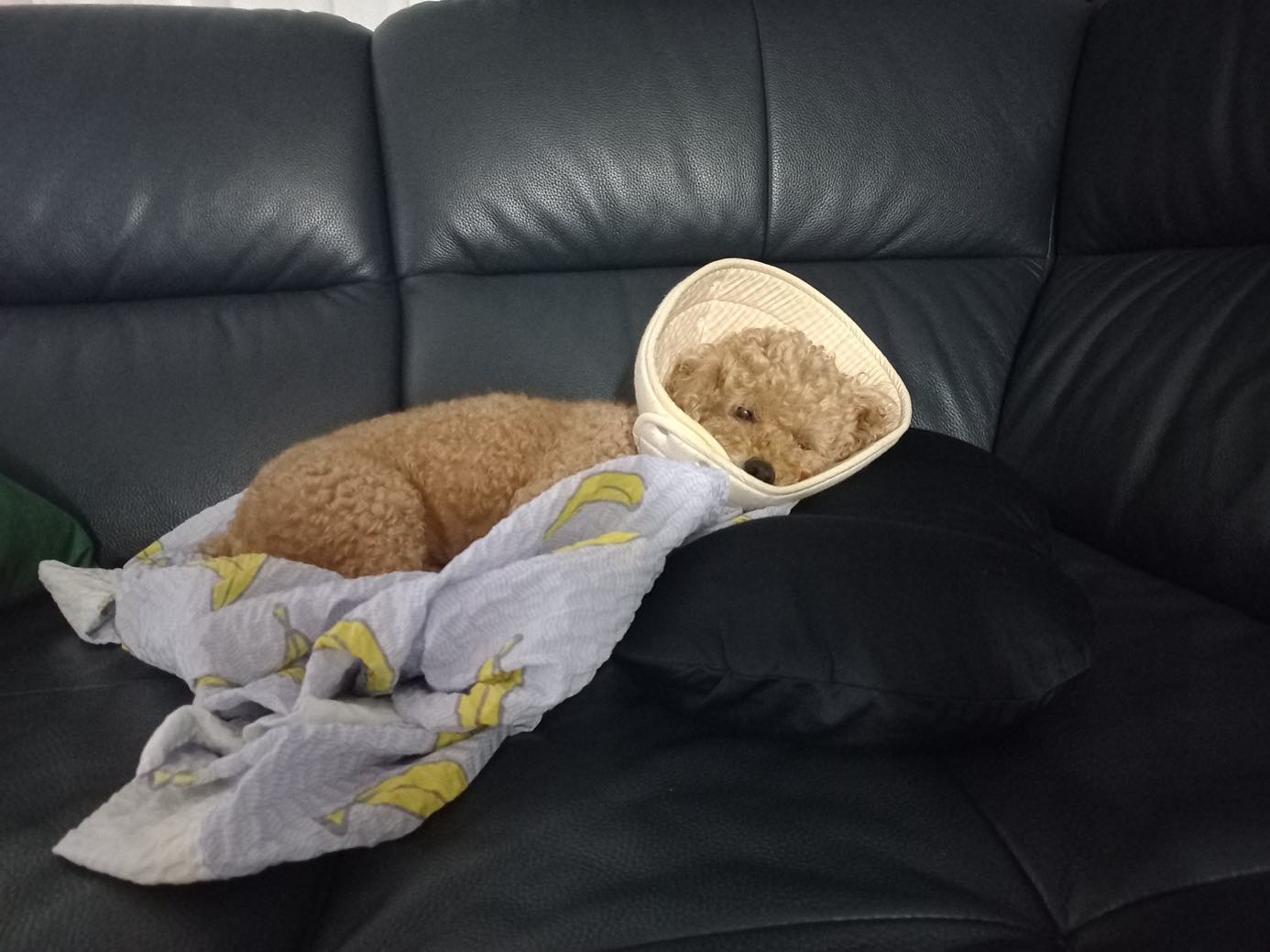 나 추빵…
발사탕을 맛있게 먹은 죄로 넥카라행이다
너네들은 절대 발사탕 먹지마로라