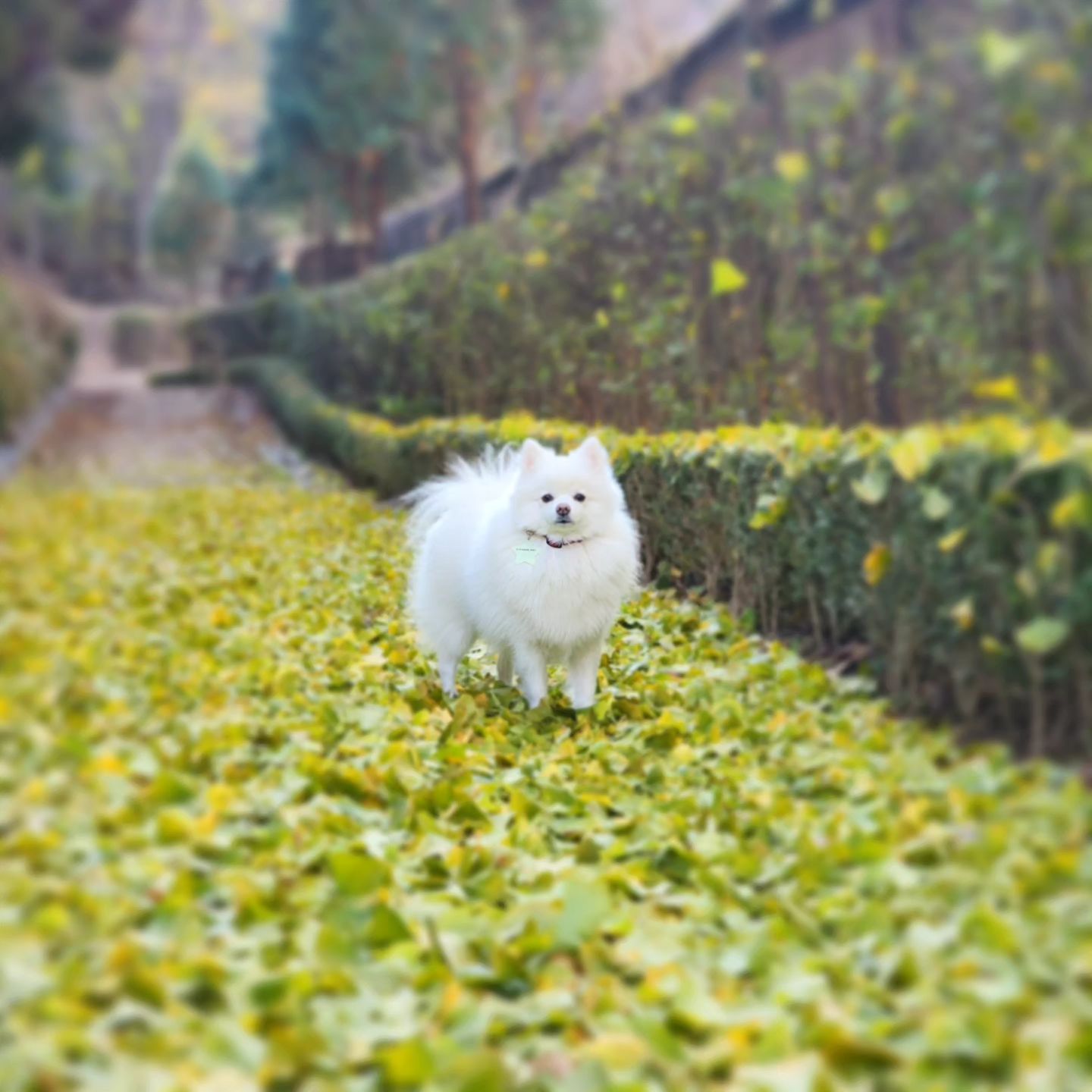 얌전히 있을때 빨리 찍어
.
.
.
#스피츠 #폼피츠 #겸이 #일상 #낙엽놀이 #spitz #pompitz #dog #daily