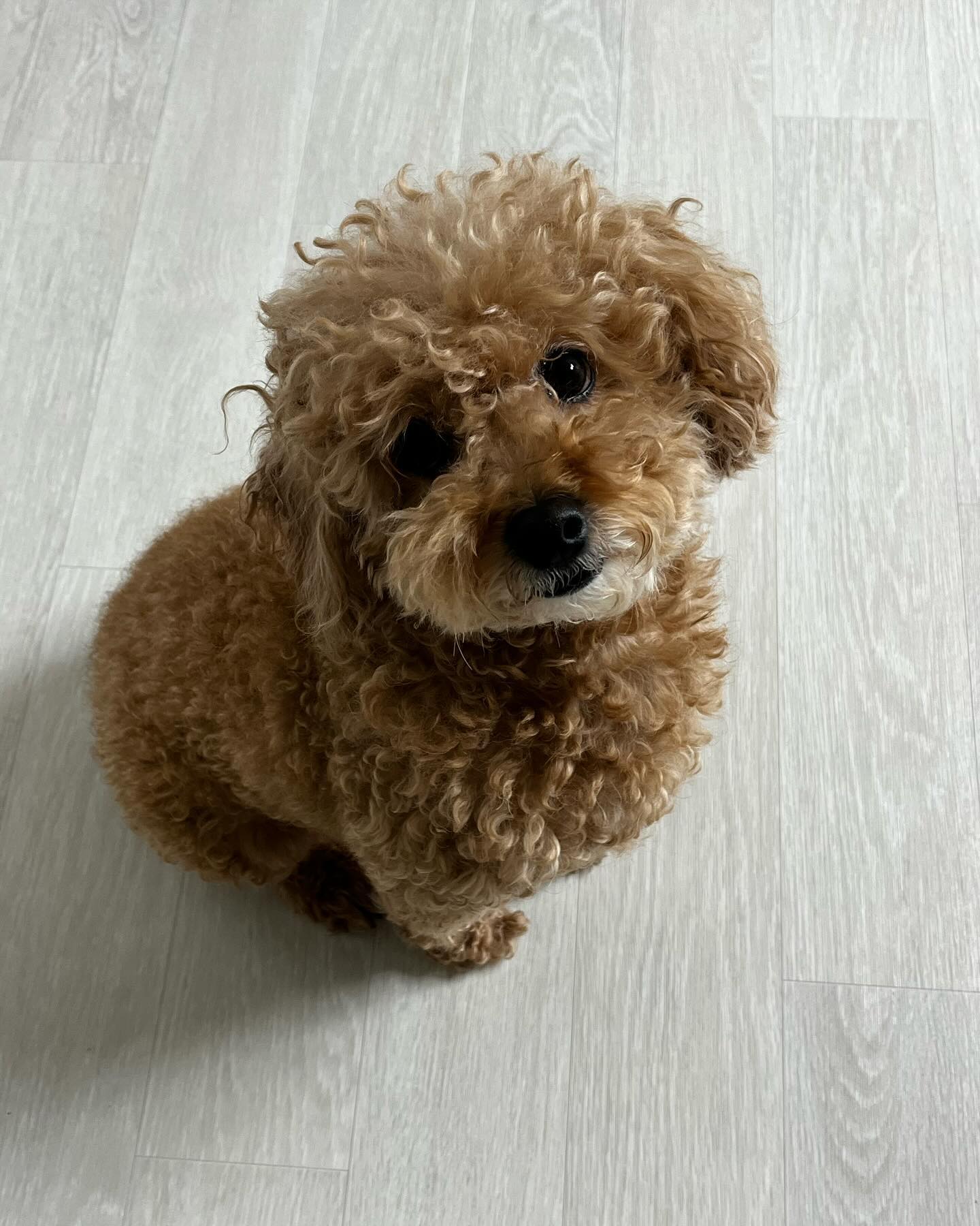 내 동구란 강아지
아프지말자🥰
