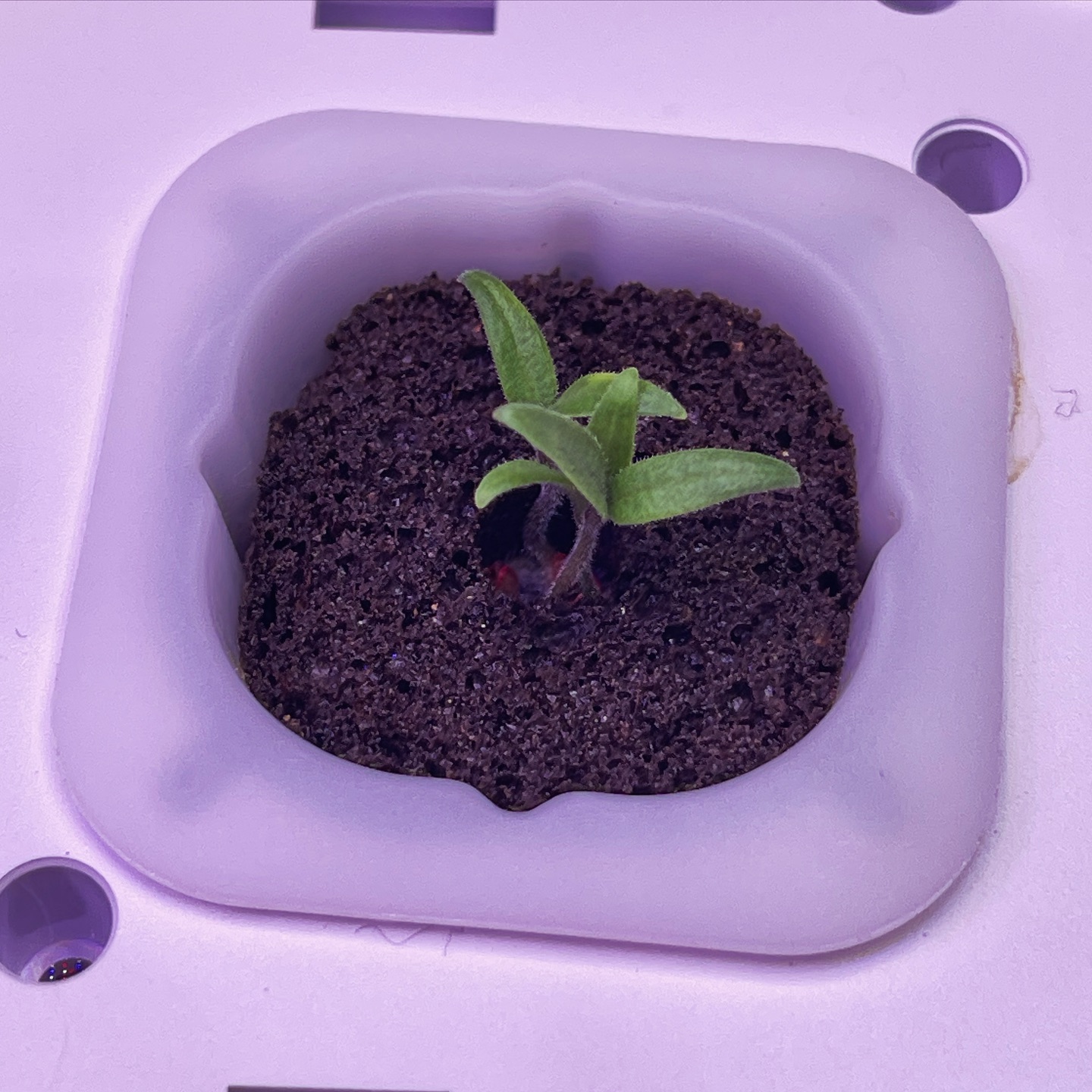 남들 모르게 수경재배기로 키우고 있는
나의 작은 아기 방울토마토,,🍅✨

사무실에 조그맣게 비어있는 텃밭이 있거든요?
날이 풀리면 거기다 옮겨 심어볼까봐요☺️

스위트바질이랑 같이 재배중인데
나중에 마리네이드 해먹을 생각뿐이랍니다,,🤣
