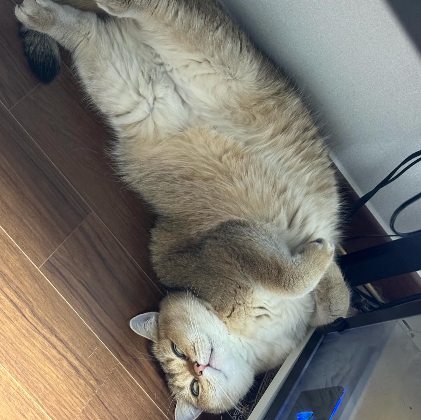 She sleeps😴
