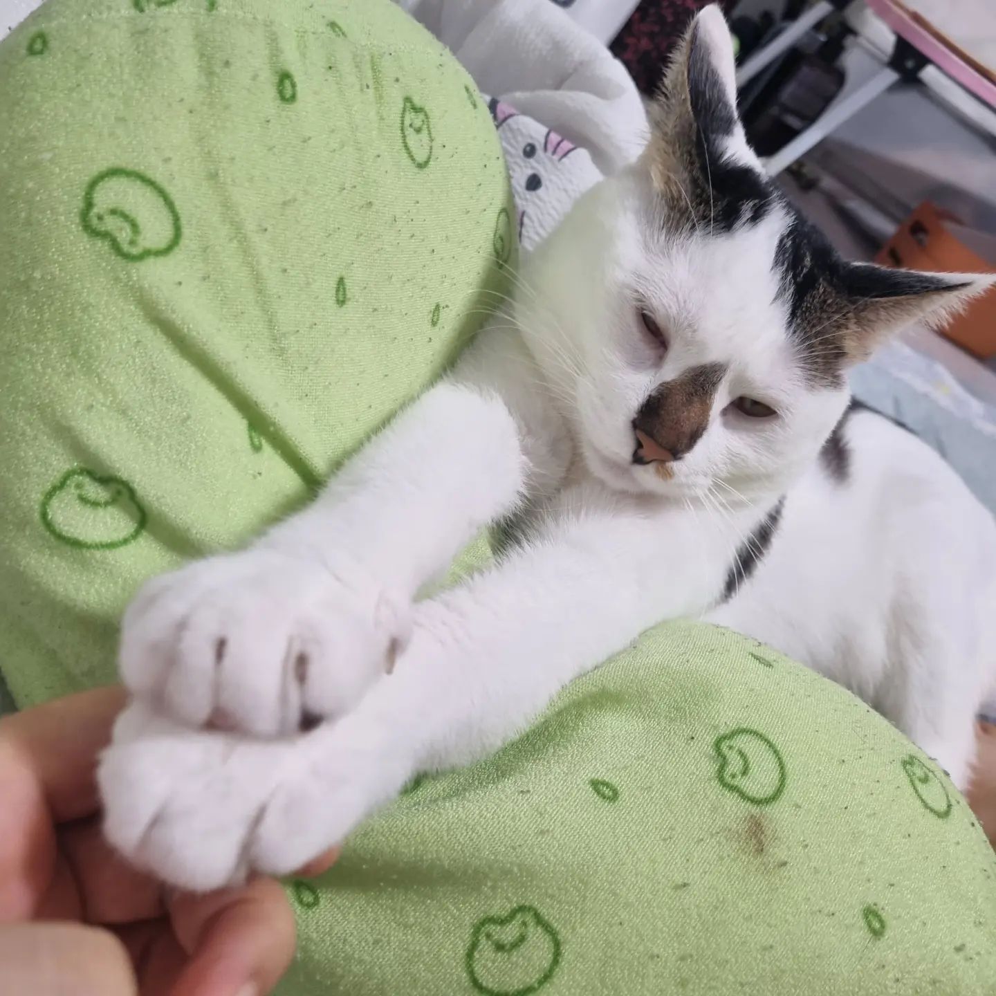 애교넘치는 도토리 표정 🥰

#자다깨면애교폭팔 #고양이 #냥스타그램
#코숏 #귀염둥이 #도토리냥 #냥팔맞팔 #기록