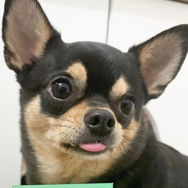 치와와 뚜니 on Instagram: "#광고 

한 개 더 먹어야지🐹

댕이수랏간 신제품 기관지청청💚
켁켁댐,호흡질환을 겪는 아이들을 생각해 고심끝에 나온 제품!
건강한 재료와 무첨가물로 생산되어 알레르기 걱정 🙅🏻‍♀️
안전하고 위생적이게 국내 생산한

맛 + 영양 + 기호성 까지 잡은 영양제랍니다🫰🏻
앞으로 뚜니 맘마에서도 자주 만나요?💚

🏷️ @daengsuratgan 

#강아지영양제#강아지기관지영양제#강아지#거위소리#기관지협착증"