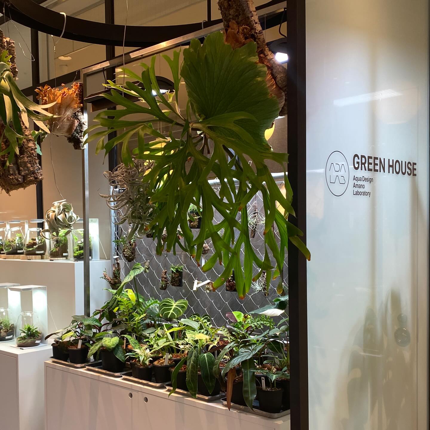 ADA LAB 도쿄에서 우연히 들른 아쿠아 디자인 아마노 팝업 🍀
Tokyu Plaza 도큐 프라자 5층에 위치해있었다!
어항계의 에르메스라 한다고 한다.. 어힝이 투명하고 정말 비싸군
수상,수중, 정글 식물들 물고기 등등 고객들이 직접 상담하고 주문하는 모습도 볼수있었다 🌿🐠

#adalab #adalabginza #aquarium #tokyo #ginza #tokyuplaza #aquaplants #fishtank #도쿄 #도쿄여행 #도큐플라자 #긴자쇼핑 #수중식물 #물생활 #테라리움 #정글 #테라리움만들기 #도쿄가볼만한곳