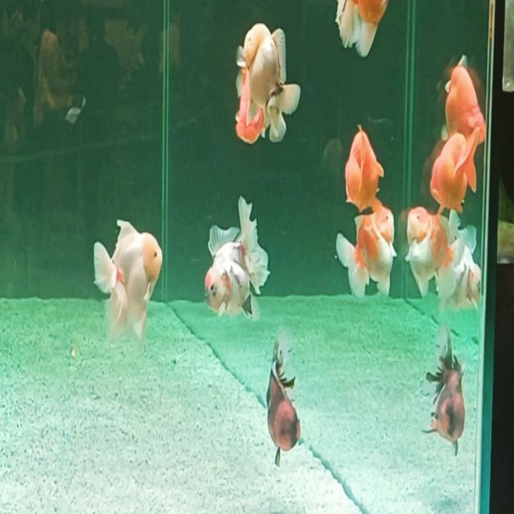 #수조관카페 
#어항안물고기
#귀여운물고기들🐟🐠🐡