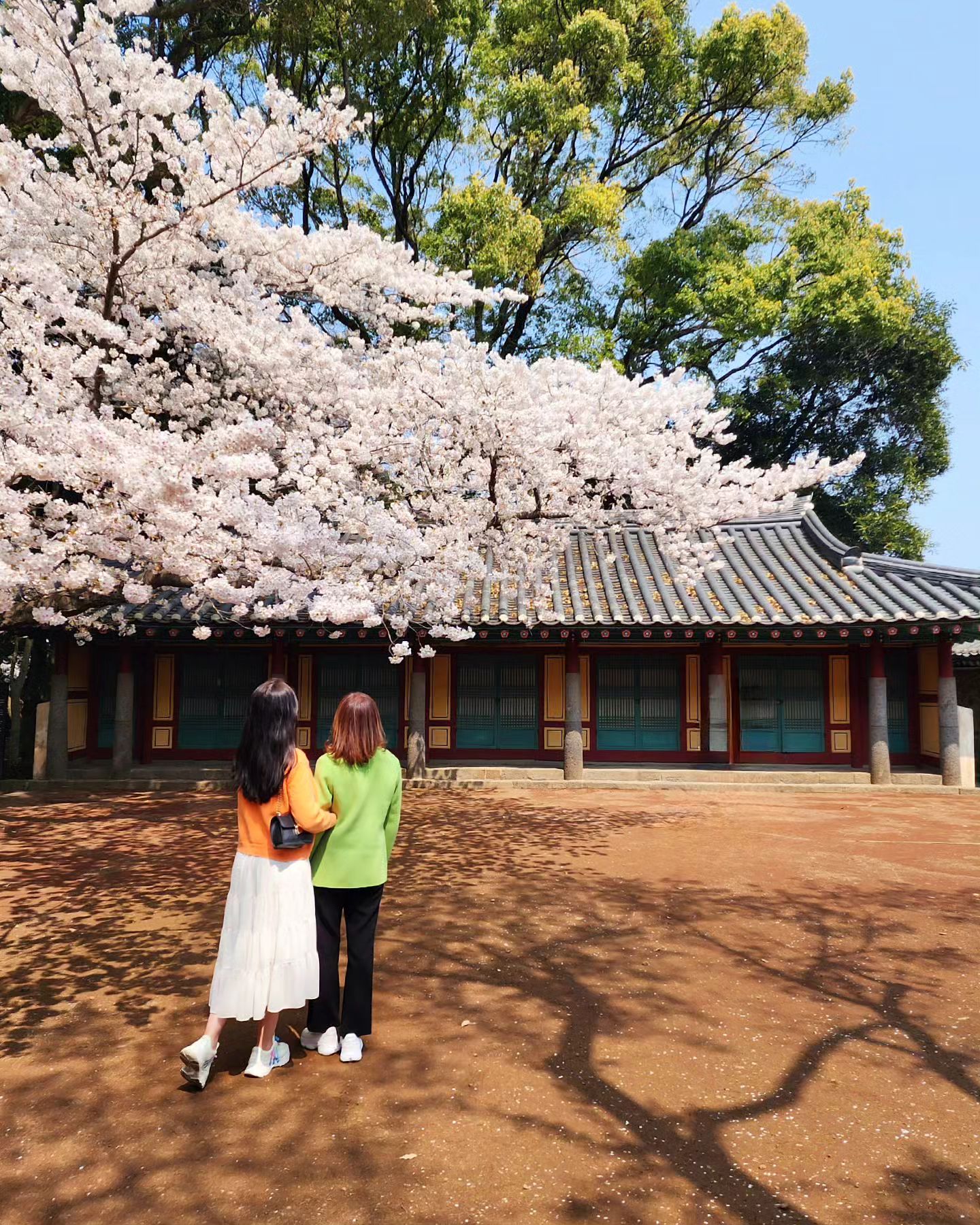 마미랑 벚꽃🌸