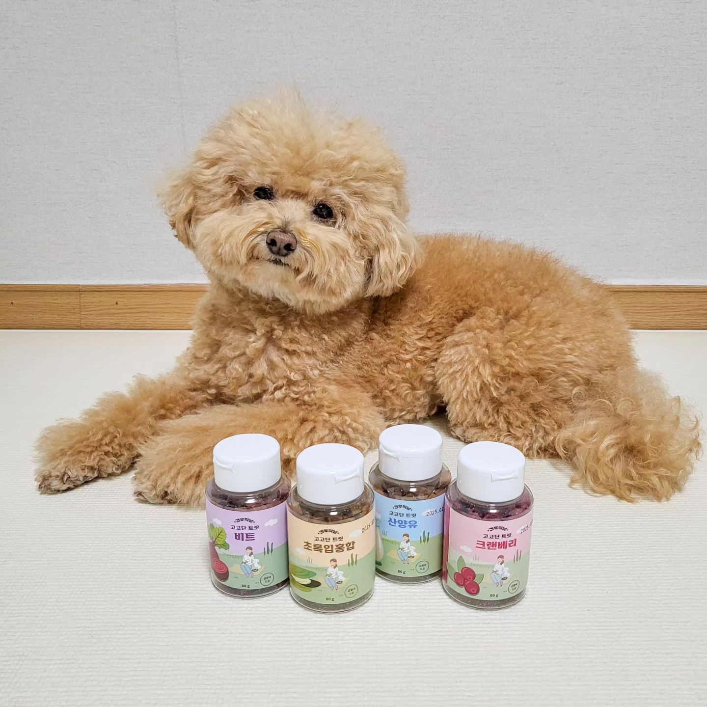 때-하🐶🐾고고단 트릿 공구✨️
얘두라 내 친구중에 견우직냥 고고단스틱 모르는 친구들 없지??! 이번에 때구가 고고단스틱으로 넘 유명한 견우직냥에서 새로나온 고고단 트릿 공구를 진행하게 됬쏘🙈〰️

 평소에 공구제안 다 거절하는 편인데 요건 때구가 넘 좋아하는 견우직냥에서 나온거라 친구들두 맛있눈고 같이 먹음 좋을거같아서 공구 진행해본댜 희희😏

노즈워크나 보상용으로 먹다보면 간식 생각보다 많이 먹게되는데
고고단트릿은 7~8mm의 작은 크기라 살찔 걱정도 없구
말랑말랑해서 이가 약한 친구들도 부담없이 먹을 수 있오😋

쪼꼬만 간식하나두 그냥 먹일 수 없음이야➿️
국내산 신선한 재료로 기능성도 살려따!👼

✔️관절 도움! 초록입홍합🦪
✔️심장 도움! 드랍더 비트〰️
✔️신장 도움! 크랜베리🍒
✔️소화 도움! 산양유🥛

모가 제일 맛있냐면,,,
나 개때구, 4가지 맛 모두 환장해버려서 고를 수가 없다ㅠ
부먹?찍먹?? 난 처먹ㅎㅠ

내일부터 딱 4️⃣일동안만‼️
11월9일부터 12일(일)까지
80g 5,000원
200g 8,000원
🚚1개만 사도 무.료.배.송📦

메가주 못 가는 친구들이나 최근 살크업한 칭구들,,, 다이어트도 먹으면서 해야한댓오,,,
엄마,아빠,누나한테 노즈워크하구 산책하면서 먹게 고고단 트릿 하나 사달라구 졸라봐잉😘

프로필에 구매 링크 달아둘텐께
까까 필요한 친구들 얼릉 가보자고〰️

ky_ny_official
#견우직냥 #고고단트릿 #강아지간식 #반려견간식 #산책간식 #노즈워크 #훈련 #훈련간식 #살안찌는간식 #강아지관절 #강아지소화 #강아지혈액순환 #강아지신장 #강아지건강간식