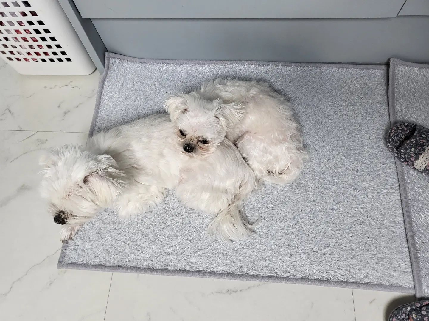 밥하다가 옆에 봤는데 둘이 너무 예쁘잖아💕

#첫줄 #강아지 #강아지들 #반려견 #멍팔 #dog #dogstagram #말티즈 #귀요미 #좋반 #좋아요 #멍스타그램 #멍멍이 #사랑둥이 #먹팔 #귀여워죽겠네 #도그스타그램 #인친 #소통 #선팔환영 #맞팔선팔 #선팔하면맞팔