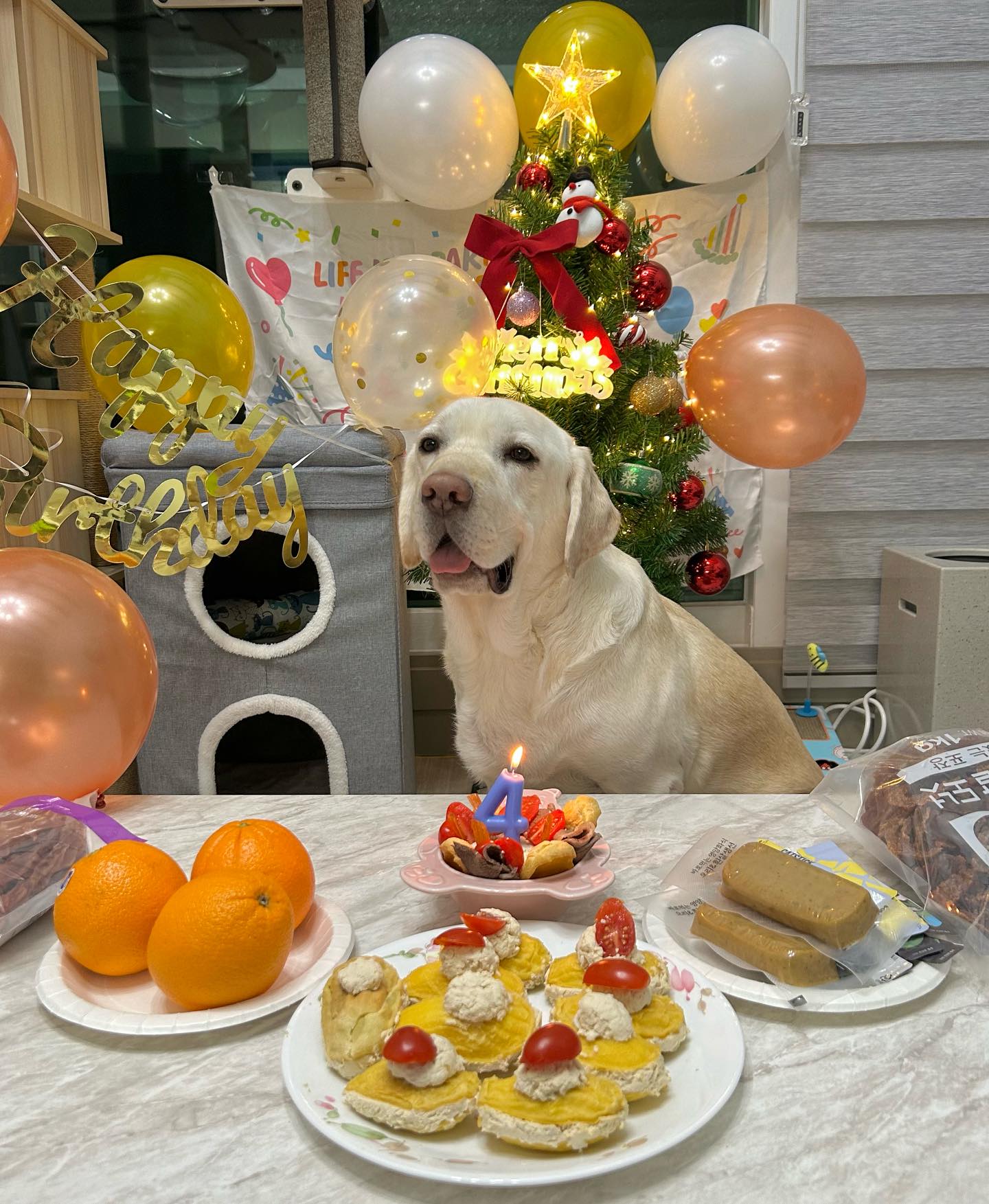 오늘 크림이 생일이에요🩷💛

12/7일 크림이 탄생일 축하해주세용🥰
마지막 세장은 동생 코코도 찰칵❣️
케쿠랑 빵은 똥손 큰누나가 3시간 동안 만들었어요..😅
크림이는 일년에 한번 배부르게 먹는날을 정하기로해서 잔뜩 먹었답니다⭐️

#강아지생일파티 #강아지생일 #댕댕이생일파티 #댕댕이생일 #대형견 #리트리버 #멍스타그램 #멍팔 #맞팔 #멍팔맞팔 #댕댕이그램 #댕스타그램 #강아지그램 #강아지수제간식 #강아지