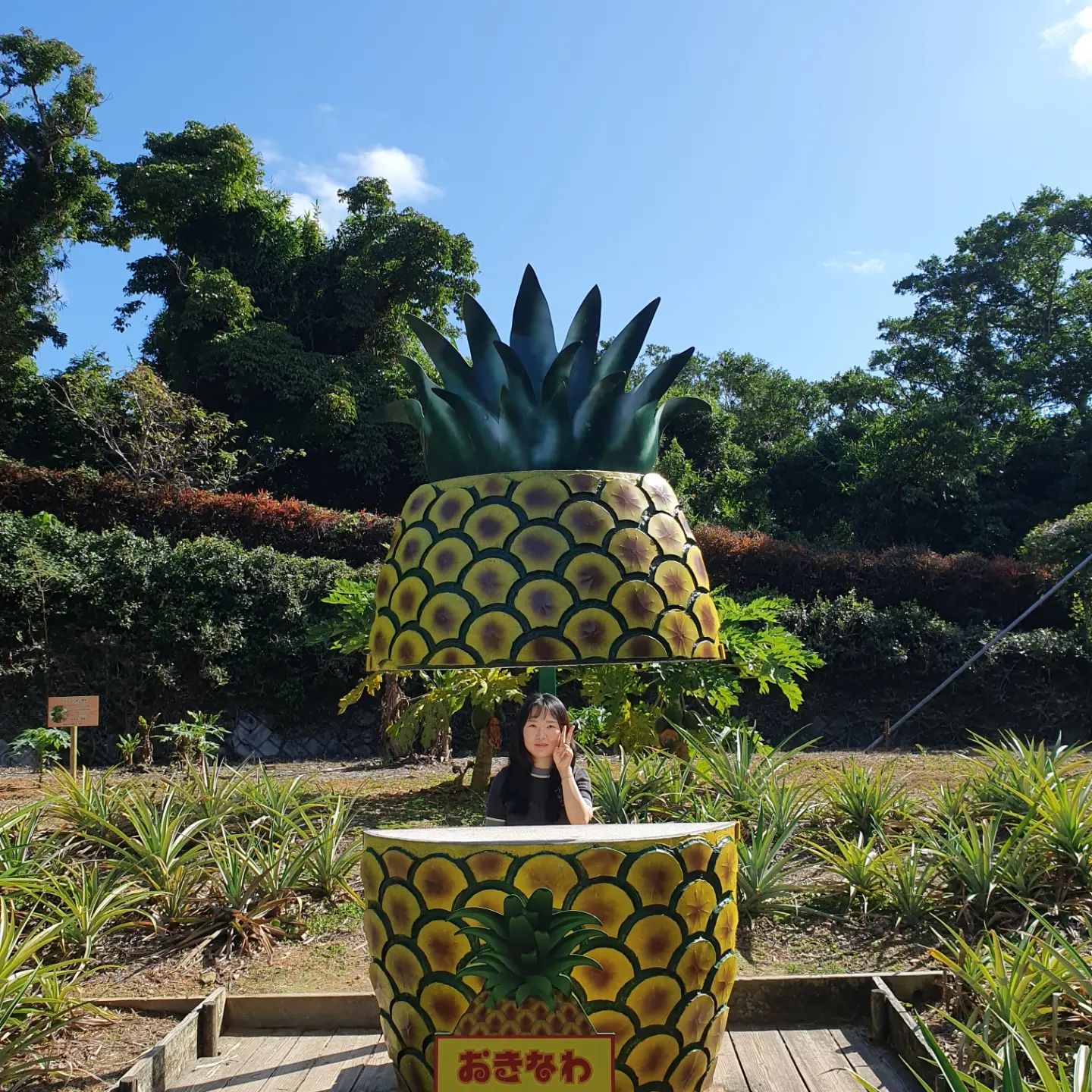 오키나와 라스트^^

#오키나와월드 
오키나와 파인애플 유명해서 꼭 인증샷찍어야된다고
온ㅋㅋㅋㅋㅋㅋ진짜 파인애플 앞에서 사진열심히 찍었다
ㅋㅋㅋ자외선 너무 강해서 눈은 못뜨는