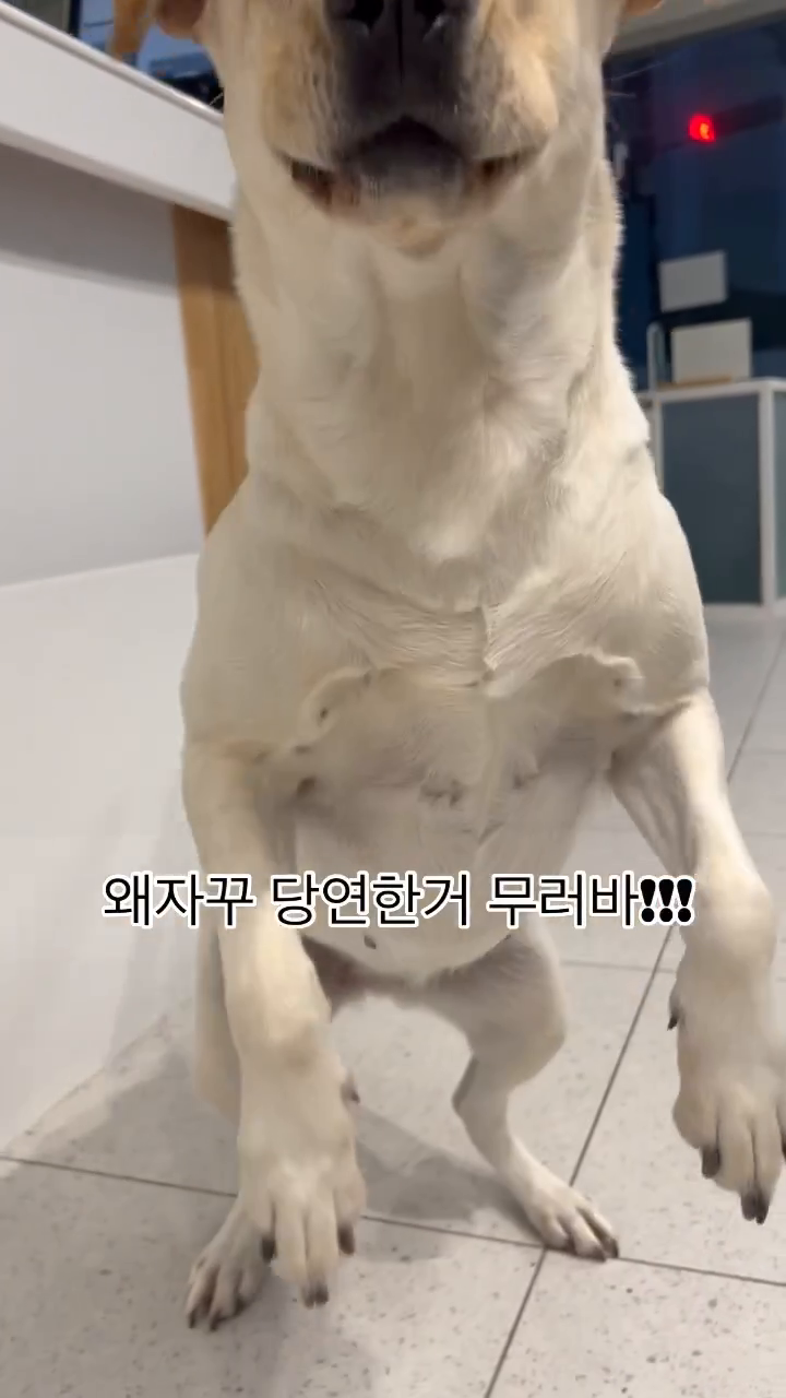 대답 잘 하는 강아지.