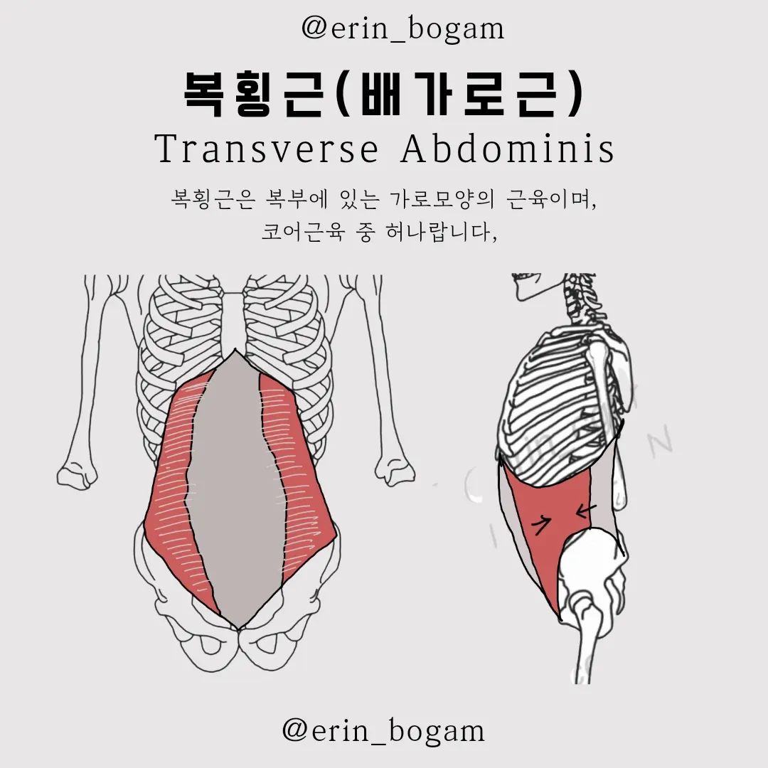 코어근육하면 바로 떠오르는 근육!!!!
옆구리가 잘록하려면? 엉덩이 힙업되려면?
#복횡근 을 봐야한다는 사실 아시나요(?)

자세한 내용은 프로필 링크 속 블로그를 참고해주세요!

#복횡근 을 배워보자 #이린아나토미 #이린머슬맵
복횐근은 내부코어 근육 중 하나죠!

✅️ 복횡근은 복부 근육 첫번째로 배웠던 근육이죠!
✅️ 복사근은 내부코어 근육 중 하나기도 하구요.
✅️ 복부에 있는 가로 모양의 근육이랍니다.
✅️ 머슬맵에서 상하체의 연결성에 있어 너무 중요해요.
✅️ 골반통증, 허리통증, 서혜부통증에서 체크해봐야한답니다.
✅️ 필라테스에서 #호흡 #복압 #흉곽움직임 에서 중요한 역할을
한답니다!

움직임에 있어서도 다양하게 볼 수 있는데
📌 허리사이즈를 줄여주는 대표적은 근육이고
📌 #hollowing 호흡시 활성화되는 근육이죠
📌 흉곽의 움직임, 천장관절의 움직임, 척추의 움직임에서
너무나 중요한 역할을 하고있죠.

자세한 내용은 블로그를 통해 공부해주세요!
프로필 링크를 통해 바로 넘어갈 수 있어요!

❤️ 도움이 되었다면 좋아요!
✉️ 운동하는 친구, 강사인 친구가 있다면 공유 
⬇️ 더 많은 해부학정보를 알고싶다면, 팔로우
erin_bogam
erin_bogam
erin_bogam

#이린보감 #해부학 #해부학교육 #아나토미
#필라테스아나토미 #근육학 #필라테스초보강사
#필라테스강의 #필라테스교육 #필라테스시퀀스
#필라테스워크샵 #anatomy #解剖学
#transverseabdominis #pilates #복횡근운동