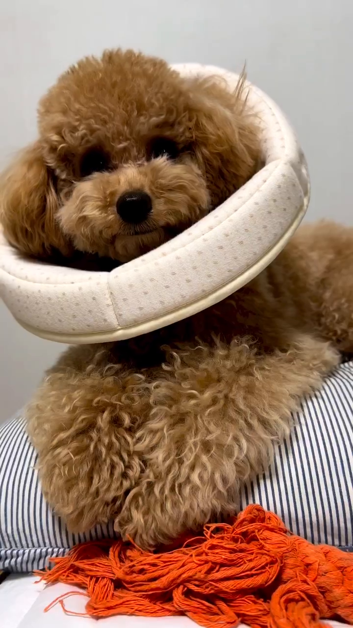 #dogstagram #puppylove #강아지릴스 #강아지그램 #푸들스타그램 #ㄱㅇㅇ