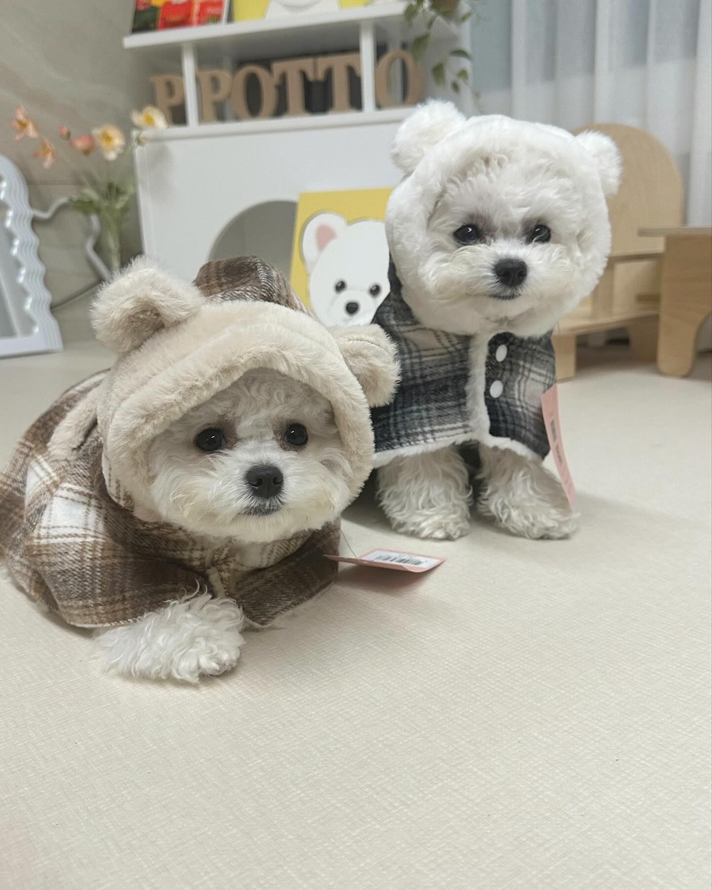 로또뽀또 #오드펫 새해인사 #이벤트당첨 되서
선물 잔뜩 받았오❤️
택배박스 오픈하구 입이 떠어어억... Σ(•’╻’• ۶)۶

귀여운 곰돌이 후드판초에
밍크케이프, 썬캡,장난감,식기 등등 

넘 기붕좋ㅊㅏ나...!!!!!! !!!!!!!!!!!!!

오드펫 2024년에도 대박나시구 사랑해오!!!!!!!! ( •ૢ⚈͒⌄⚈͒•ૢ )

𝑻𝒉𝒂𝒏𝒌 𝒚𝒐𝒖 oddpet_official