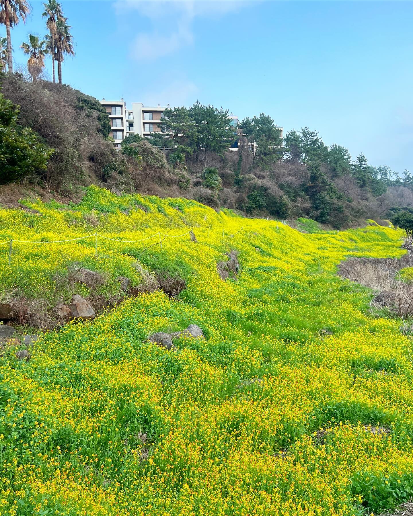 𝙅𝙚𝙟𝙪 𝙡𝙞𝙛𝙚
/
/
서귀포는 진짜 봄이 다 와버렸어요 🌼
엉덩물계곡 유채꽃과 매화가 거의 핀 상태! (2/19기준)
이번 주 비날씨만 지나면 제대로 만개할 거 같으니 참고!

작년과 다르게 아래 다니는 길이 유채꽃으로 채워져서~
꽃으로 꽉찬 느낌이 더 좋았어요! #엉덩물계곡유채꽃 🌼
밑에 내려가는 길 막아둔 상태니 막 넘어가지마세요!!!

날이 좋다 흐리다 해서 색감이 조금 아쉽지만 예뻤습니다
기분 전환💛마음껏 하고 왔어요! 날씨 좋을 때 또 가야겠어요
내려가는 계단이 조금 위험하니 조심해야합니다~

🚩
#엉덩물계곡 
제주 서귀포시 색달동 3384-4