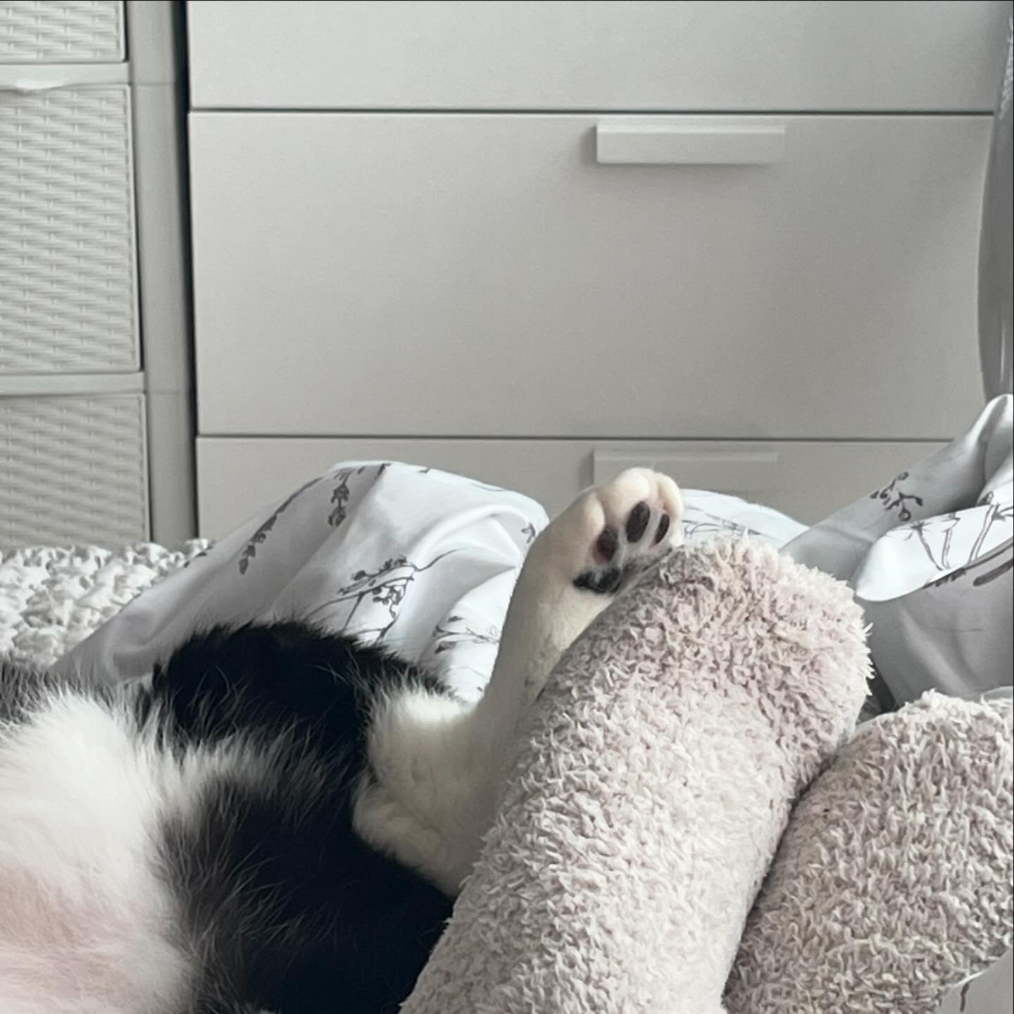 6월의 기록 : 고양이