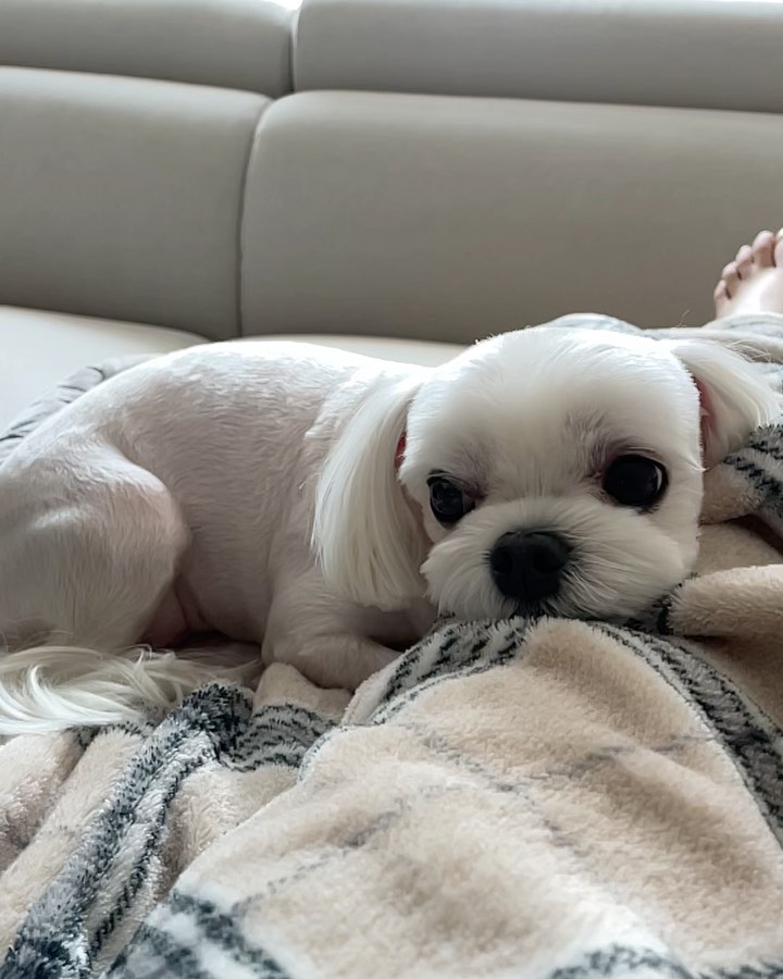 내사랑 엄빠두부🤍🤍
