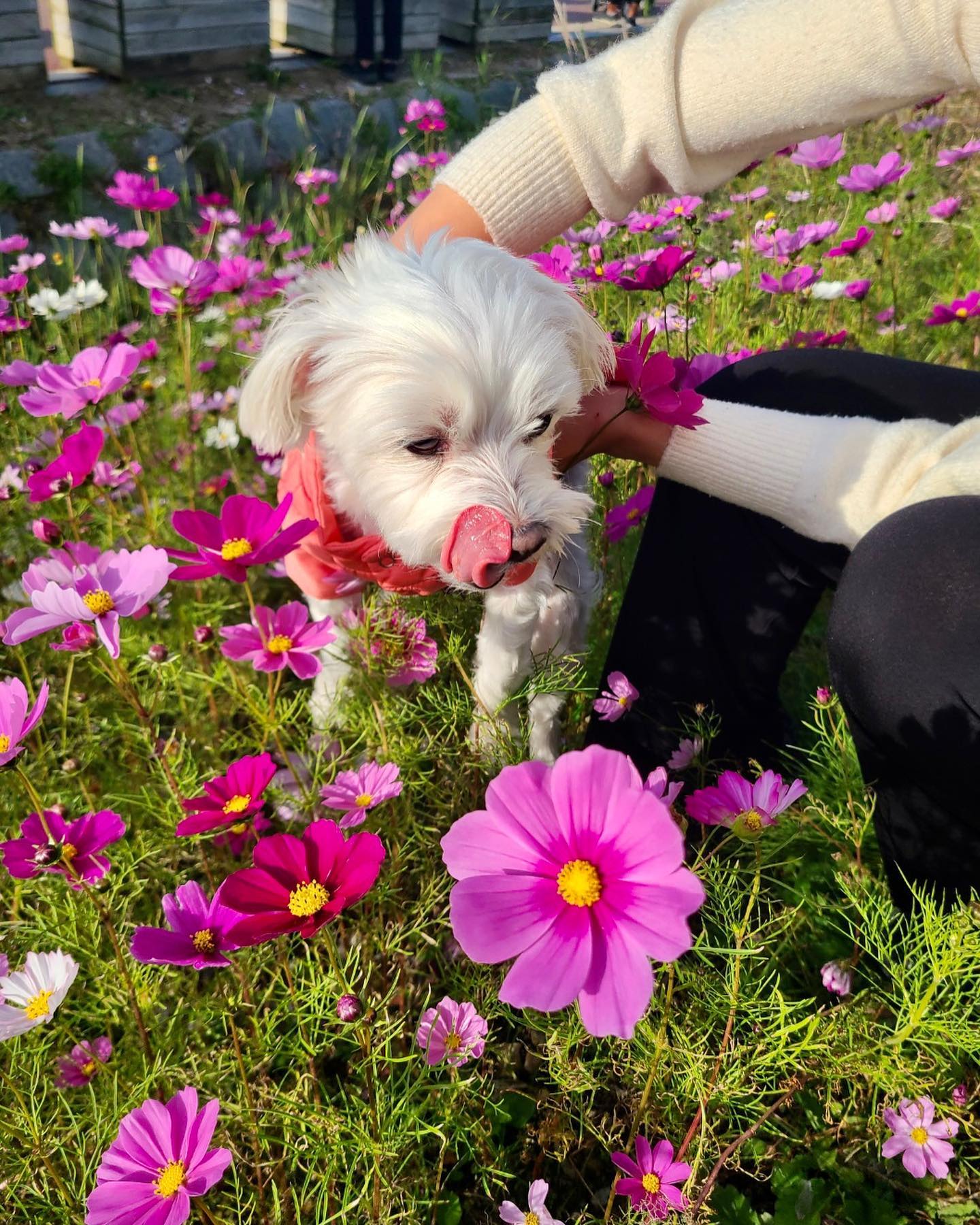 또또 언니만 신났지.
꽃에 감흥이 1도 없는 초롱쓰