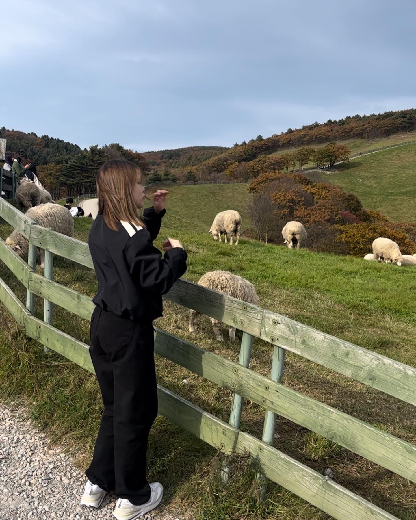 🐑