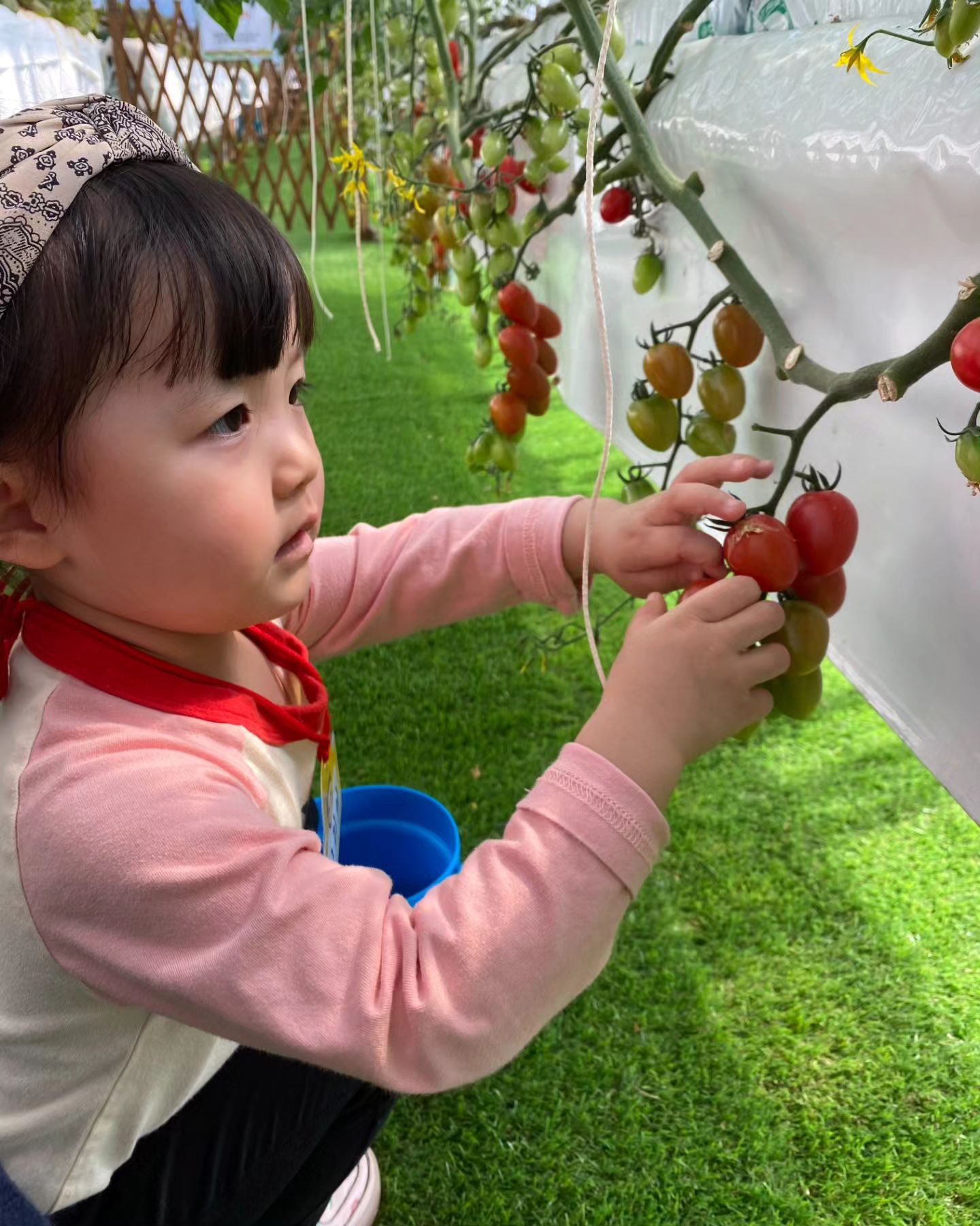 스마트 팜 견학🍅
둘찌 얼집에서 방울토마토 따기 견학
아주 가득 따옴🤭
마트에서 과자도 취향대로 골라보고
꽃 구경도 실컷 하고 옴☺️
오늘 너무 즐거웠다는 딸래미💕
엄마랑도 여기저기 체험 많이 다니쟈😘

2024.4.12.금 둘찌+1127(36.30.❤️)