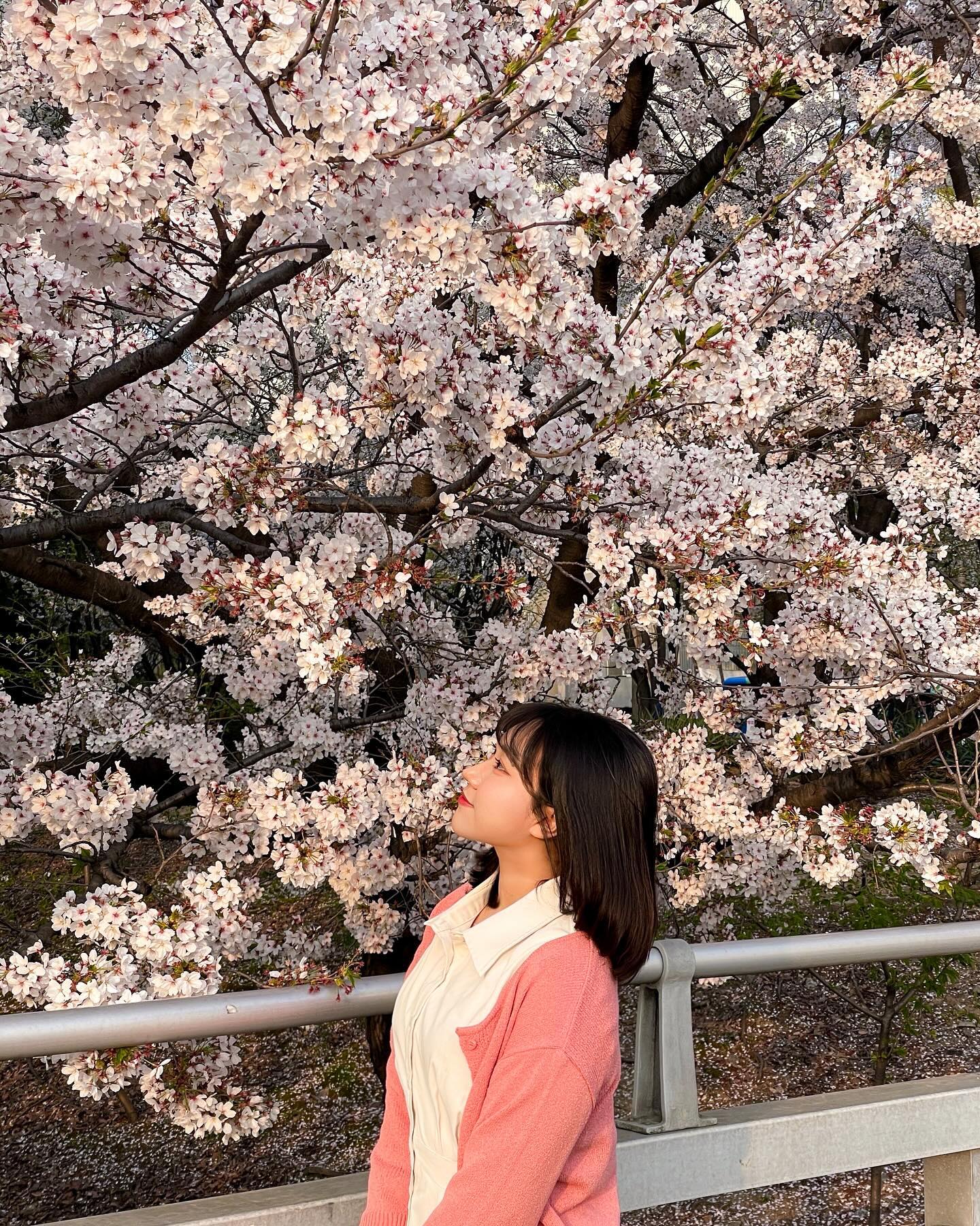🌸🌸

#벚꽃 #벚꽃명소 #서울데이트코스 #포토존 #카페추천 #데이트 #데이트코스 #좋아요반사 #팔로우 #맞팔환영 #맞팔 #선팔맞팔 #좋아요테러 #좋반 #좋아요 #맞팔해요 #follow4like #fff #followforfollowback #いいねした人 #likeforlikes #fyp #14f #f4f #141 #ootd #フォローバック #いいねした人全員ファローする #ね返し #いいね返します