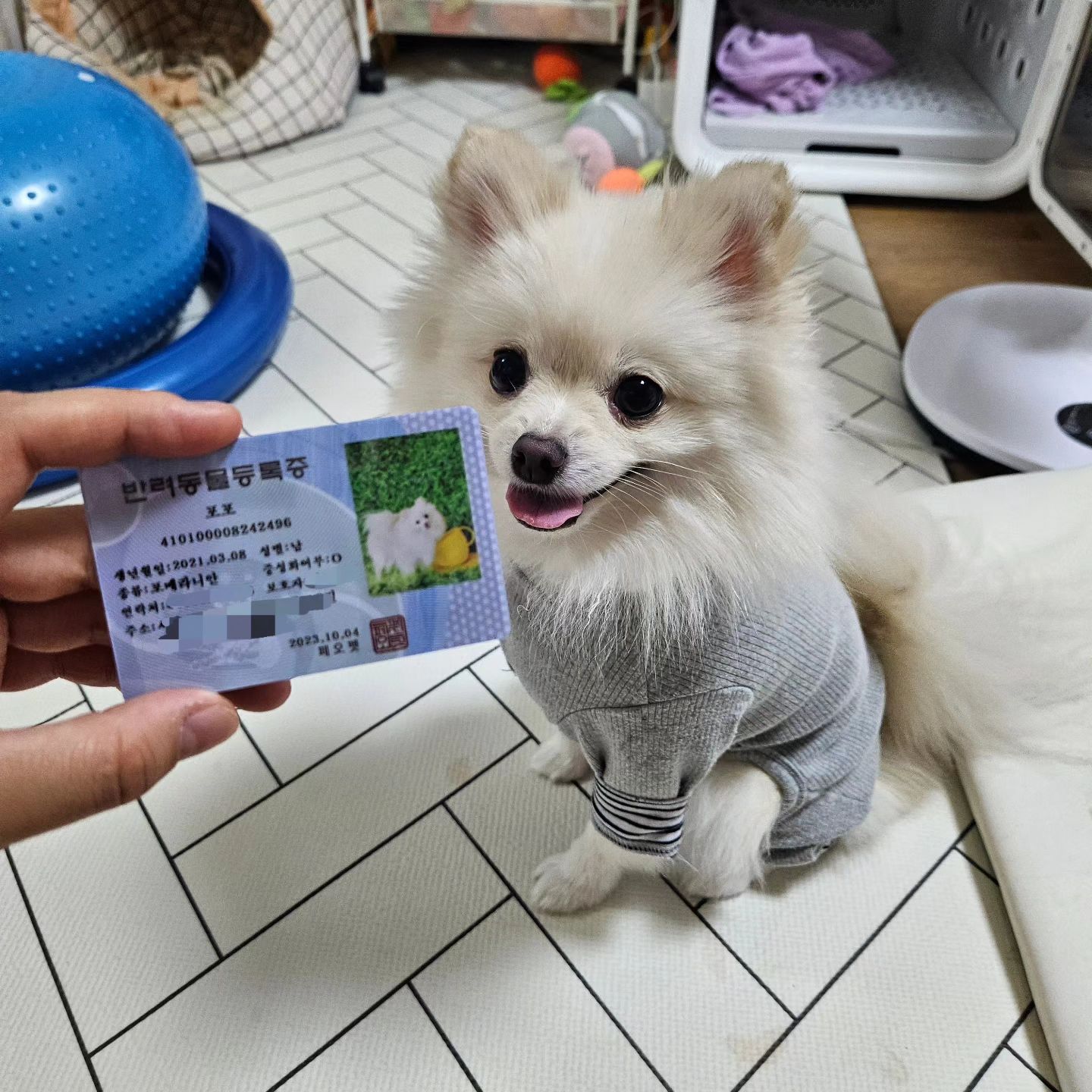 #협찬
이번에페오펫몰에서 신청한 개민증이 나왔어요!
지금 페오펫몰에 가입하면 우리아이 이쁜 개민증을 "무료"로 증정하는 이벤트를 하고있다길래
호다닥 가져왔습니댱!

멤버십도 가입해서 강아지카페나 미용실, 동물병원 등 여러 반려동물서비스에서 사용한 금액의 30%로를 마일리지 페이백 해주더라구요!
또, 멤버십에 가입하면 강아지용품이나 간식등을 할인해서 구매할수있어요!!

다들 빨리 신청하러 가요!!

맵버십 가입은 peopet_official

#협찬 #멍스타그램 #애견용품 #애견카페 #강아지그램 #개민증 #강아지용품 #애견펜션 #동물병원#멍스타그램 #애견용품 #애견카페 #강아지그램 #개민증 #강아지용품 #애견펜션 #동물병원
