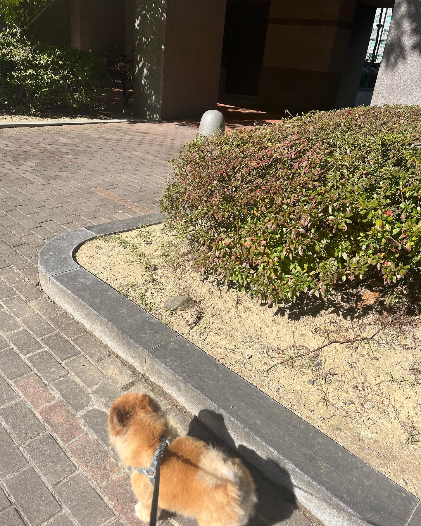 저번주 산책 🐾 총총.. 😍 
.
.
.
.
.
#포메라니안