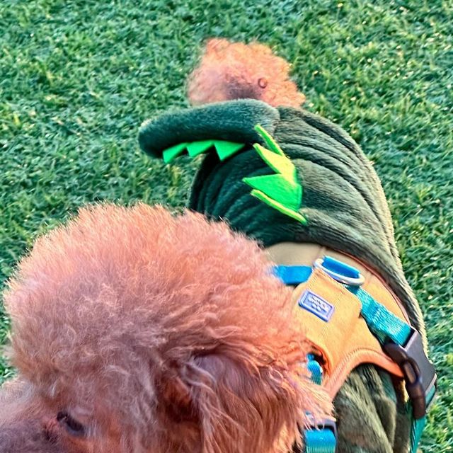 강아지모델 푸들 양뿌꾸 ღ 멍팔 ღ on Instagram: "#이벤트당첨후기 @poop_logging 하는 것도 너무 재밌었는데💖🔥🏃‍♀️🐶 @gooutclub 이지웨어 가드 하네스 당첨까지‼️🫶🏻 💛머리와 다리