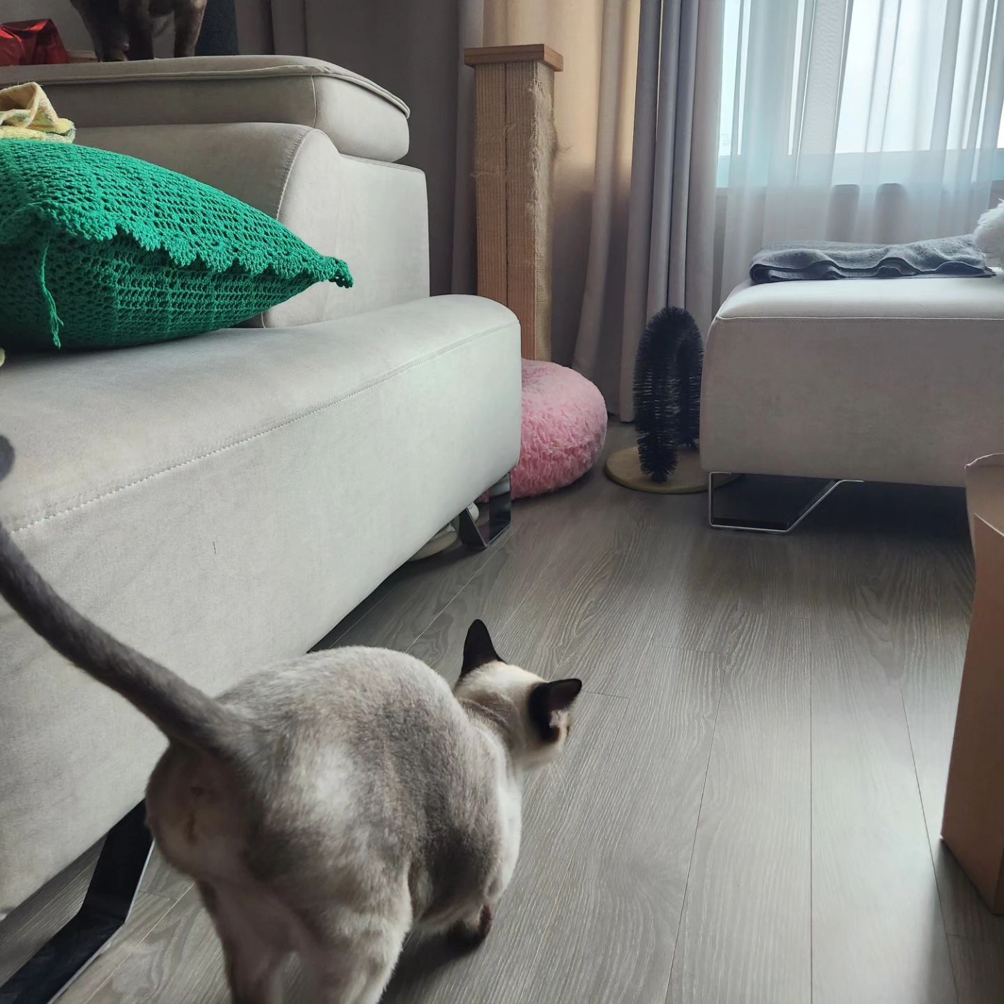 진심 왜 나만 보면 잔소리에 나만보면 엉덩이 두드리라고하냥. 아빠랑은 잘 누워 잘 자면서..😤
왜 나한테만 이러는거지? 이러는 이유좀 알고 두드려줄게😊
.
.
.
#고양이 #고양이의하루 #고양이그램 #샴고양이 #랜선집사 #랜선이모 #고양이자랑 #토로 #토미 #토로미냥 #catstagram #แมว #cat #siamesecatcat #그루밍그램 #좋아요 #그루밍 #꾹꾹이#고양이간식 #집사 #집사의하루 #고양이일기#귀여운고양이#고양이영양제#캣그라이스
