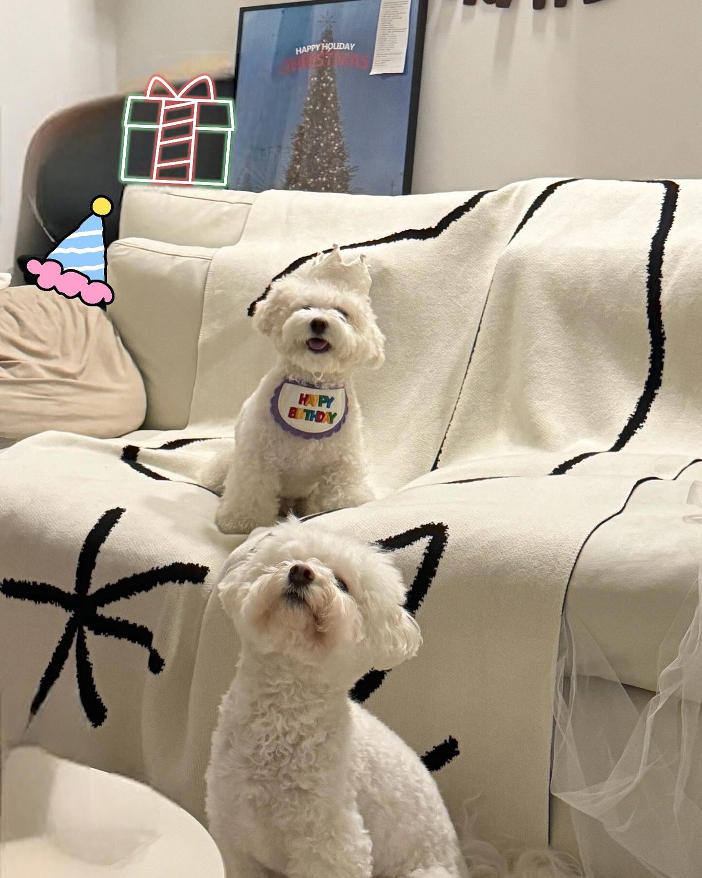 듑 생일파티🎂🤍 
내따랑 열무랑 유뎡이가 듑 생일파티 해줘따🤍