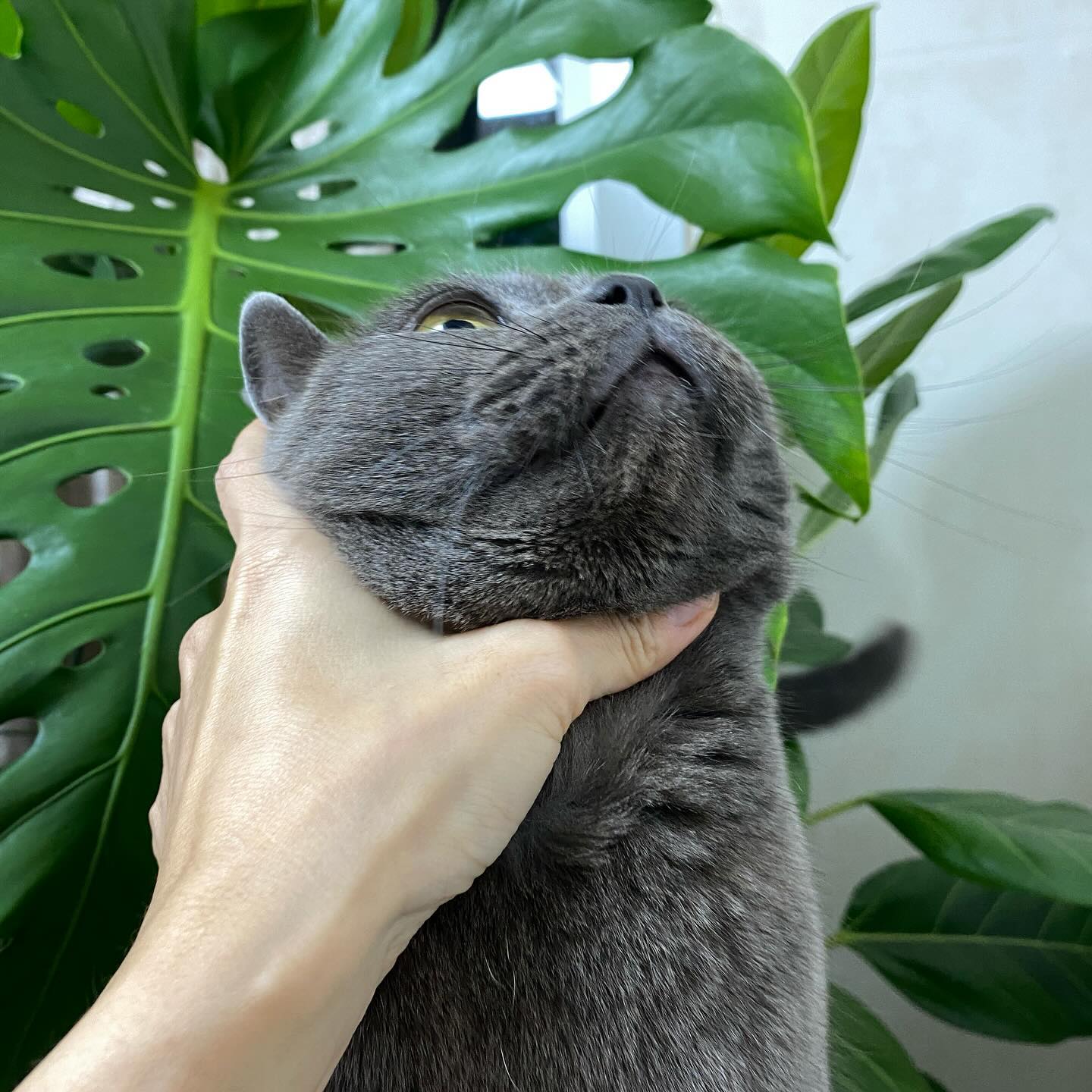 🐈‍⬛
고양이를 키운다는 것은
내가 열이 나서 아파도
온몸이 알레르기로 가려워도
고양이 똥 오줌 치우고
고양이가 토해놨음 
바로 치워야하는 것 ㅎㅎ

어제 양파 먹고 
온몸이 가려워서
약 먹고 졸린데 고양이가 
이불에 토해놓은 것 세탁하고 널고 잠

야 다 니껀데 천천히 먹으라고
토는 제발 바닥에 해줄래?
다음 생애는 니 고양이로 태어나서
너 같이 살고 싶다라고 쓰는 중 생각남
내 고양이 극j지. 이눔이 사람이면
내가 고양이어도 날 포기하지 않고
될때까지 개인기 만들거 같아🤣
그러고도 남을 악착같은 냥놈

겨울이라 사무실에 있던 화분을
집에 가져와서 거실에 들여놨다.
캣폴 옆에 있어서 걸리적거린다고
많이 안좋아하고 풀 볼때마다 짜증냄
나는 일케 자랄지 몰랐어 지들이 자랐어🥹

사진 찍자고 하니 싫다고
지가 목을 빼서 사진이 저따위

#냥아치 #김희망