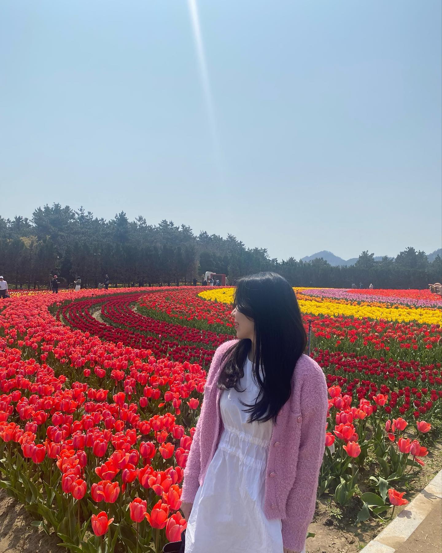헤 갔다온지 2주만에 올리는 튤립축제🌷
#신안튤립축제