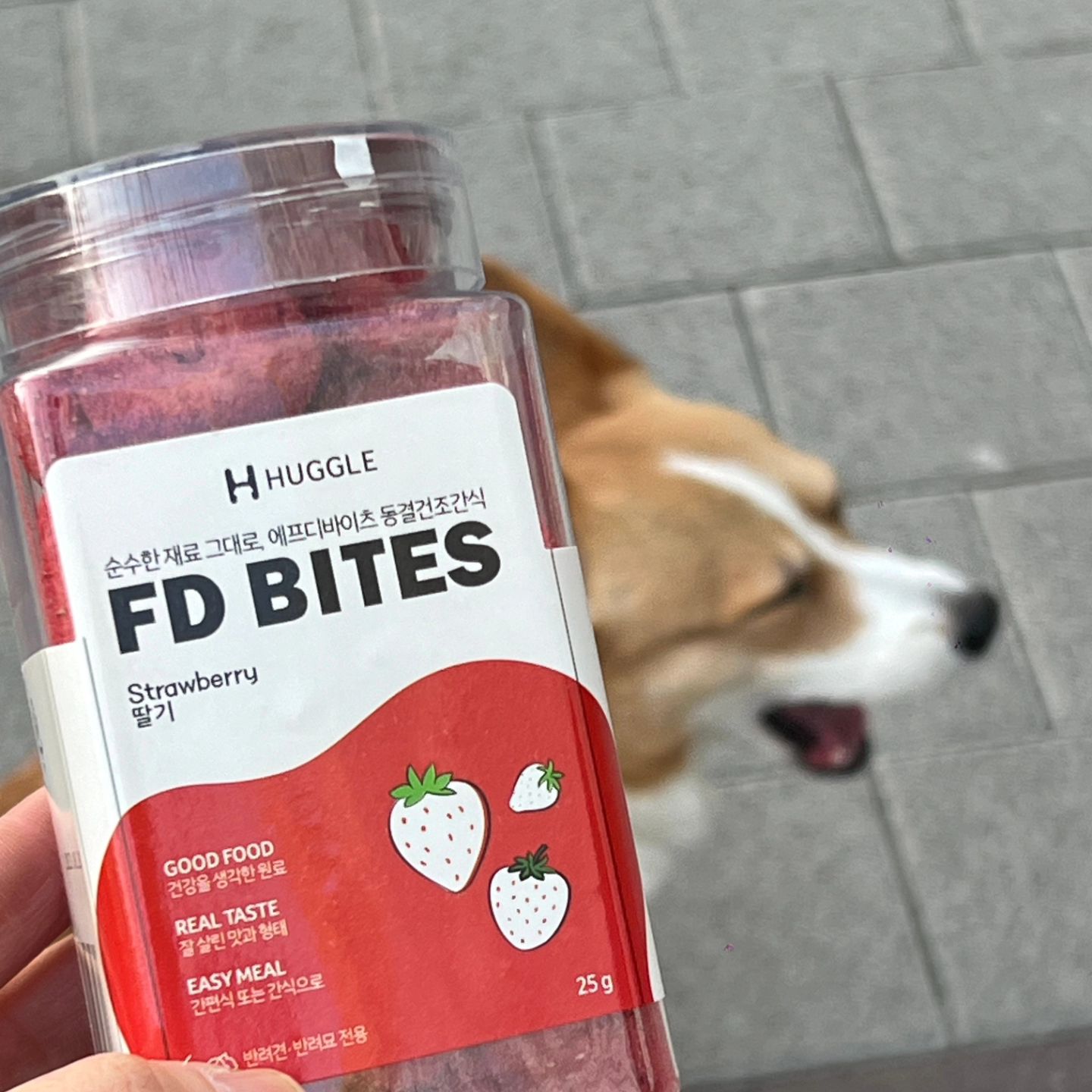멍냥의민족 우리동네 까까파는곳에 건조과일좀부탁함니다~하고두찌언냐가 메모붙혀놨는디주인이답글을달았네유 건조딸기입고했네요~해서
봤더만 딸기만 딱한통있어서오면서 뚭아~봐봐~
했더만 짜증하~~~품 그래도 집에오는
발걸음은 씬난다씬나😚 더많은종류부탁해유~
#멍스타그램#코기#웰시코기#코기러브#강사모#반려견#전남#견스타그램#엄마사랑#이쁜딸#웰시광주#코기스타그램#펫스타그램#댕댕이#견스타그램#인스타펫#허그코기#웰시코기뚜비#코기사랑#인스타코기#독스타그램#Welshcorgi #Corgi #corgistagram