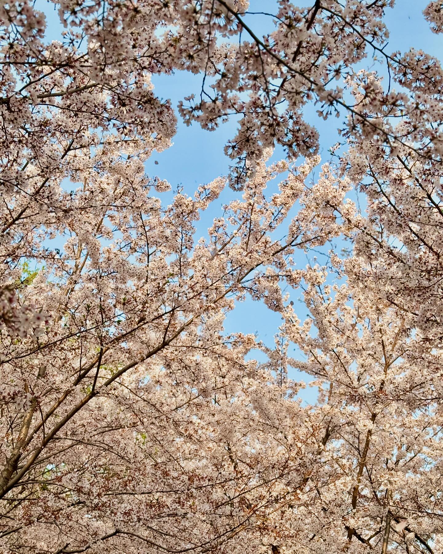 -
벚꽃안녕, 내년에 만나~🌸 

#벚꽃엔딩  꽃이 너무 예뻐서  #할미감성