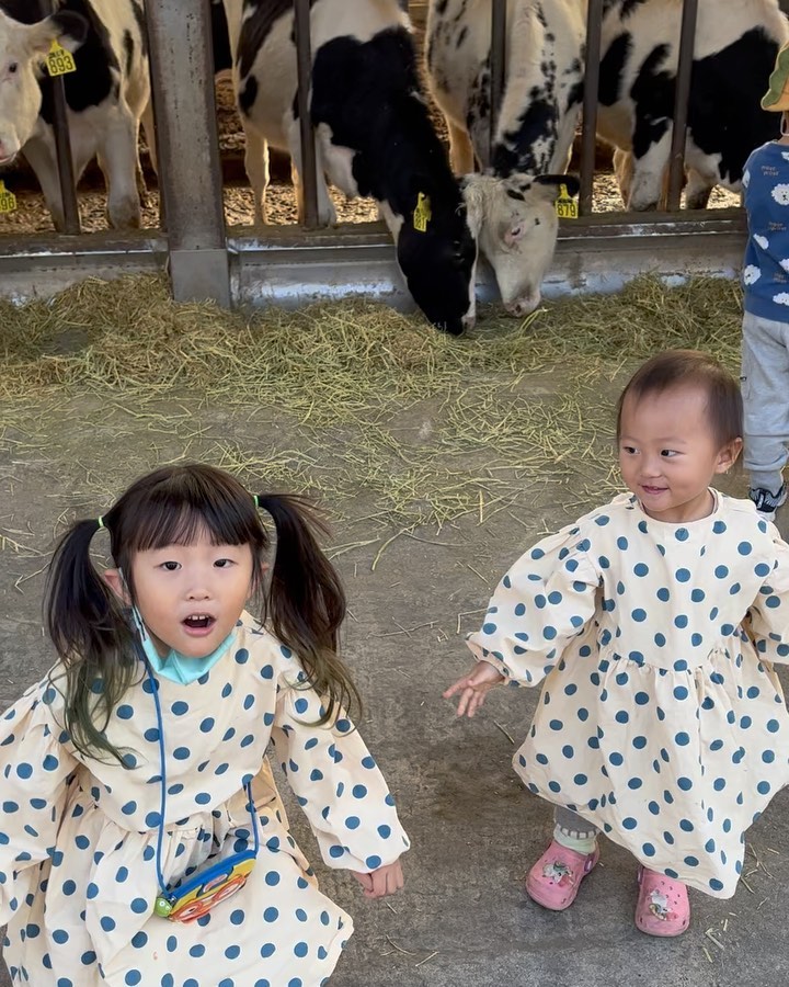 #지난기록

젖소 밥 주고 
우유 주고 
젖 짜고 
치즈 만들기 😭😭