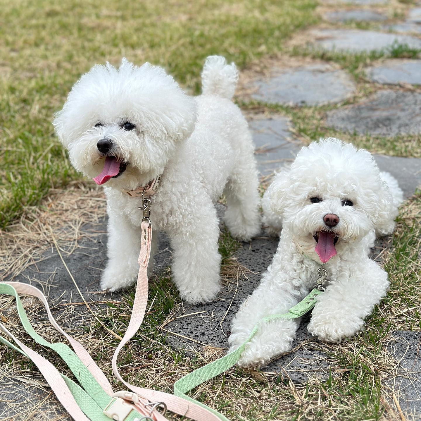⠀
#유봉펫 #강아지목줄 #강아지리드줄
#네이버펫 #네이버펫앰배서더
⠀
🏷️ 유봉펫 순면 목줄&리드줄
⠀
산책줄은 한번산다고해서 평생 쓸 수 있는 건 아니에요
사용빈도에 따라 부자재가 느슨해지기때문에 1년에 한번씩은
새걸로 교체해주는게 좋답니다 ･̀ᵕ･́
⠀
가볍고 편해서 손이 자주가는 유봉펫 !
컬러도 다양하고 깔끔해서 동네산책할때는 거의 유봉펫만
사용을 하고 있는데요, 이번에 버클형 리드줄로 준비해봤어요.
잠깐 마트나 편의점 갈때 바로 앞에 묶어두고 다녀오기때문에
버클형리쉬가 편하겠더라구요
물론 누가 우리개 훔쳐갈까바 눈에 안보이는 곳은 못들어감 ^^
⠀
자체제작으로 만들기때문에 리드줄 길이도 맞춤이 가능해요
저는 늘 2미터 이하로만 사용하기때문에 기본 2.5미터 멀티리드줄이지만
2미터로 제작 부탁드렸어요 ㅎㅎ 유봉펫 주문할 때 길이는
항상 맞춤으로 주문했었는데 늘 잘 만들어주셔서 곰압습니당 ᰔ
⠀
⠀
ubongpet 

⠀