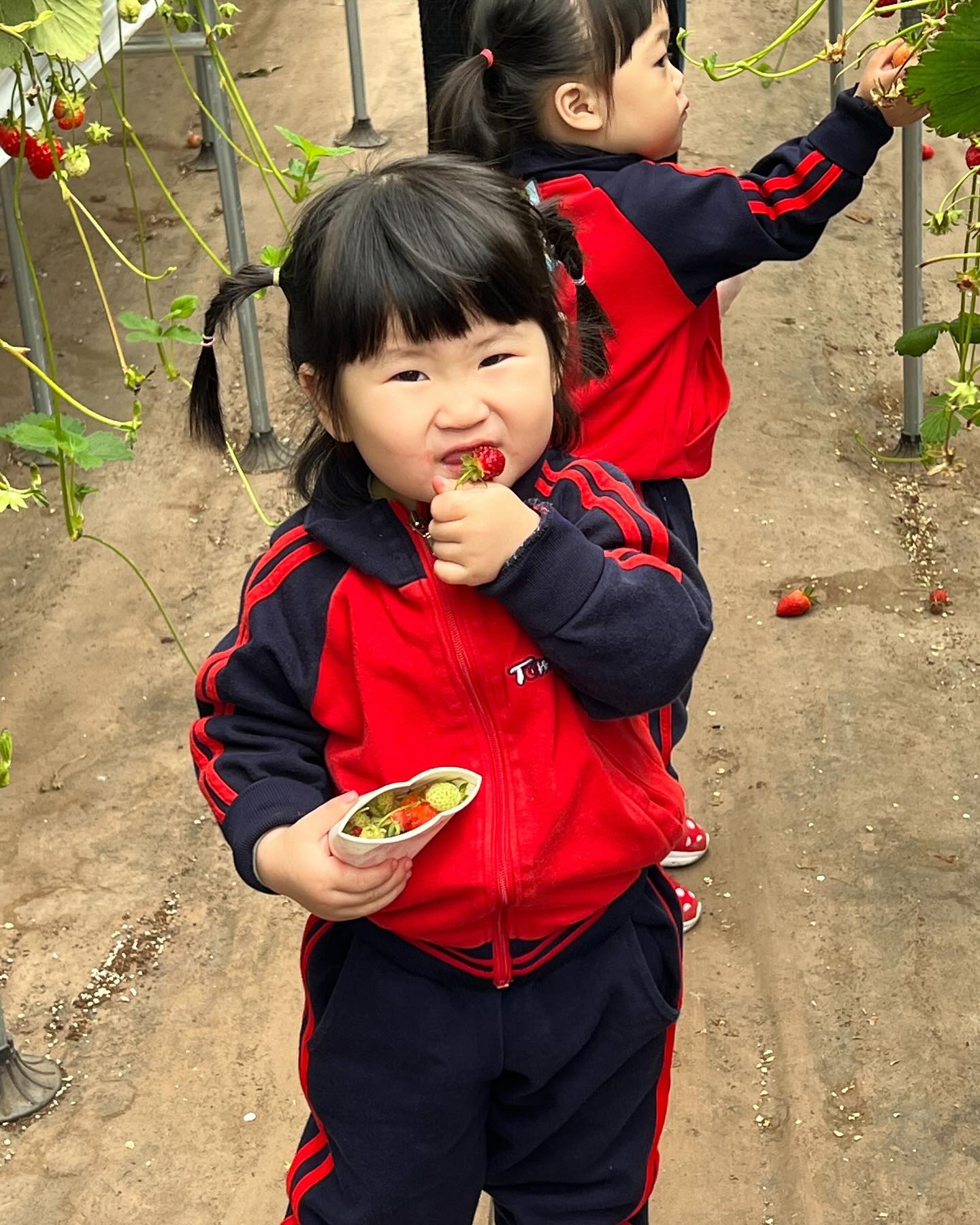 소풍 다녀온 다복이😋
딸기밭 아작 내고 왔을거 같너,,,😆
신발에 딸기 진물 한가득 ^^
하원하는데 딸기향 여전하고 ,,
오만상 밟았나보다🙃
귀여운 딸기같은 딸 다복이😁
.
.
.
#소풍 #봄소풍 #딸기체험