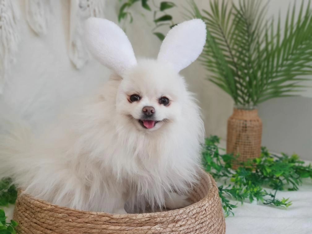 안녕 나는 토끼🐰