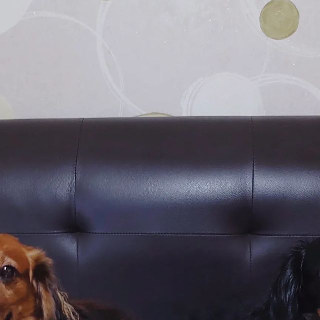 이지언 on Instagram: "#광고 로얄펫라이프 강아지 오늘 간식 오리믹스 . . 원물 그대로 강아직 영양간식 오늘, 간식 생맥&흑맥 맥주형제가 먹어본것은 오리슬라이스, 오리고구마말이, 오리대구