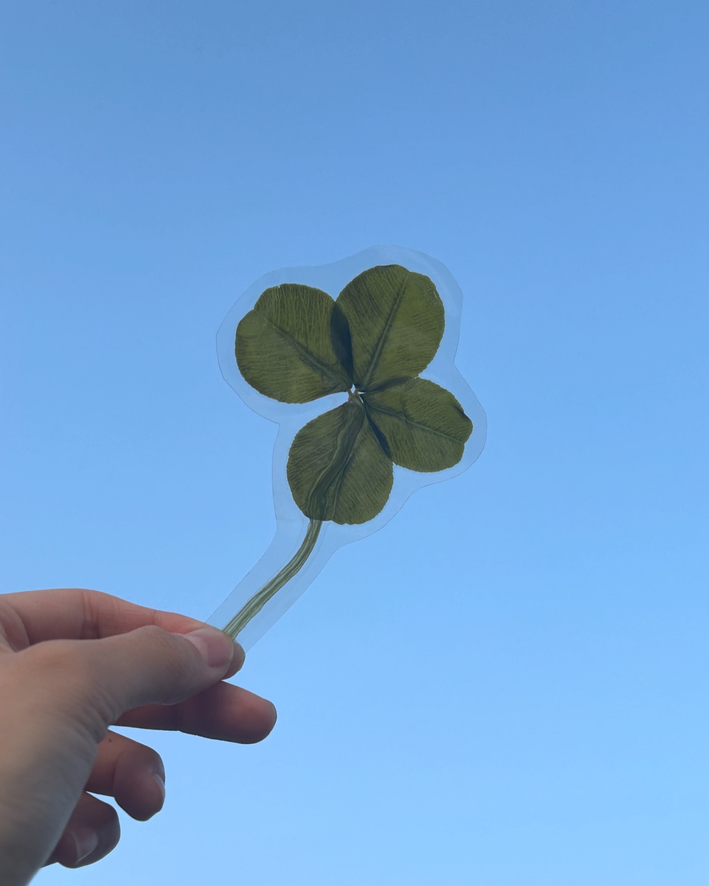 우리반에는 행운을 선물해주는 친구가 있다 !!🍀
어린이집 오기 전에 10분 일찍 나와 할머니랑 네잎클로버밭가서  맨날 3-4개씩 따고 선생님들께 행운을 나눠준다 🩷💪🏻
#lucky #love #thankyou