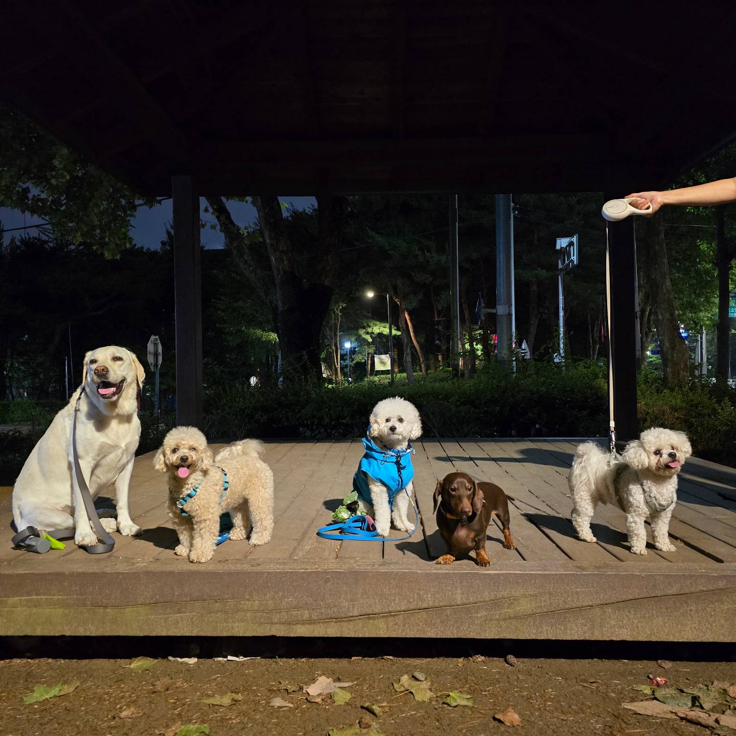 2024.7.9 호빵이 저녁 산책일지🐕

♡설이 치로 두식이 휘핑 호빵♡

휴~ 이정도면 비 안내린거지!!

하늘이 도왔다🥹🥹🥹

❤️

#hobbang_world #호빵월드 #송호빵💕 #양🐑아님ㅋㅋ #저녁산책🌙 #산책일지🐾
#그룹산책🐕 #동네한바퀴산책 #펫핑 #양천구반려견순찰대

hi.petping