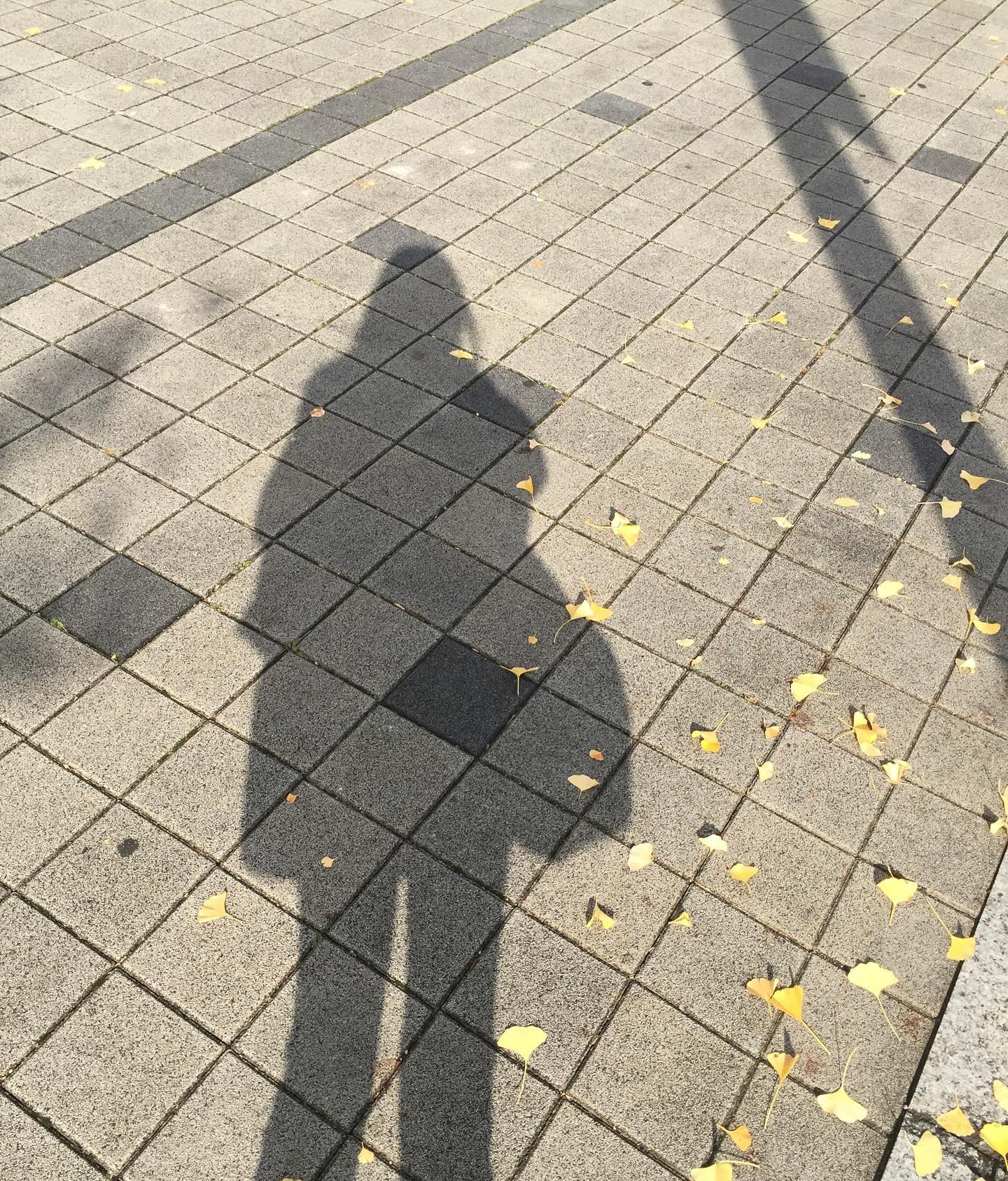 올해 단풍구경은 용인에서 🍁🍂